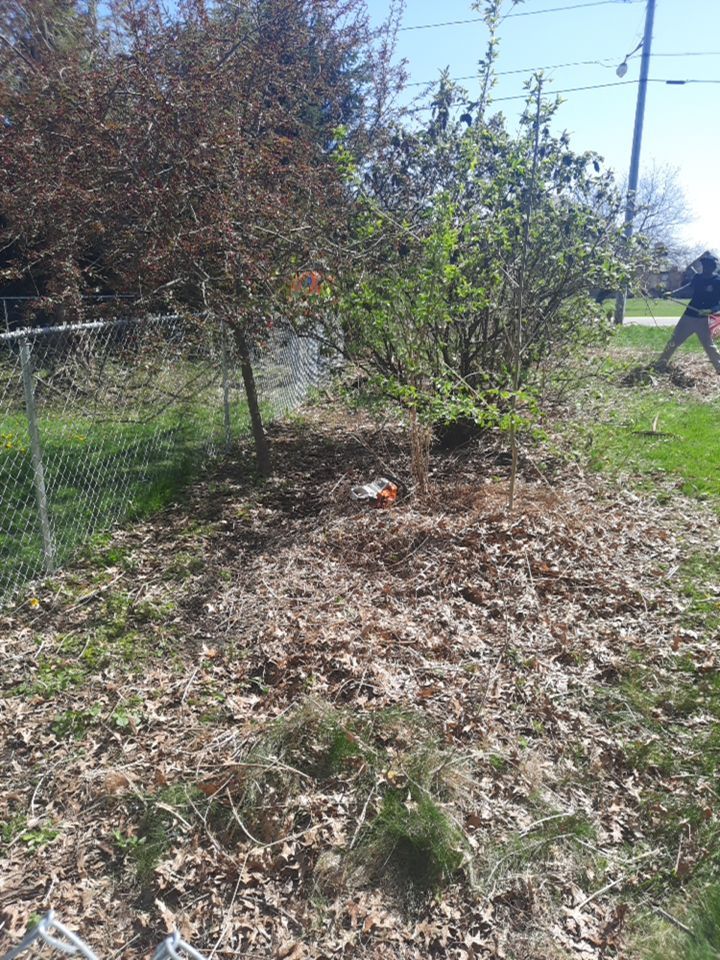 Tree Removal using Tree Removal by Mike Jones & Sons Tree Service LLC 