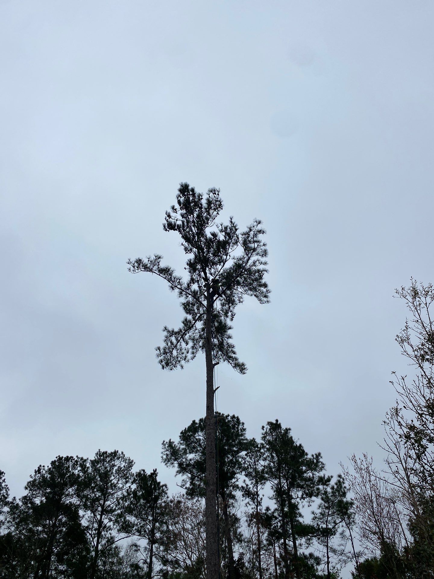 Deerwood Resident | Tree Removal by ProGreen Services