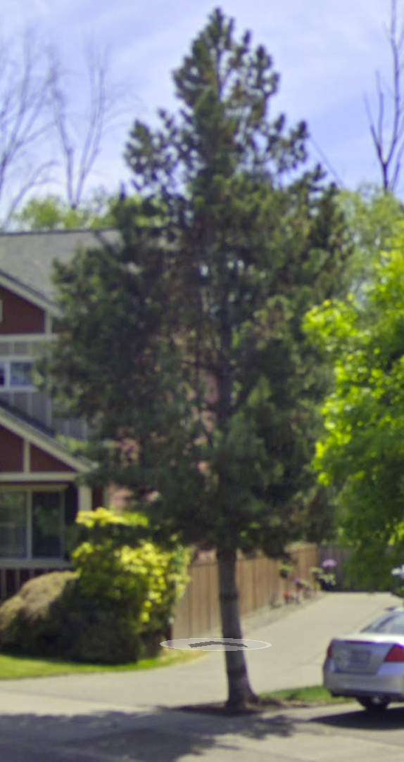 🔍Arborist Assessment using Level 1 Visual Assessment by Sound Tree Care LLC