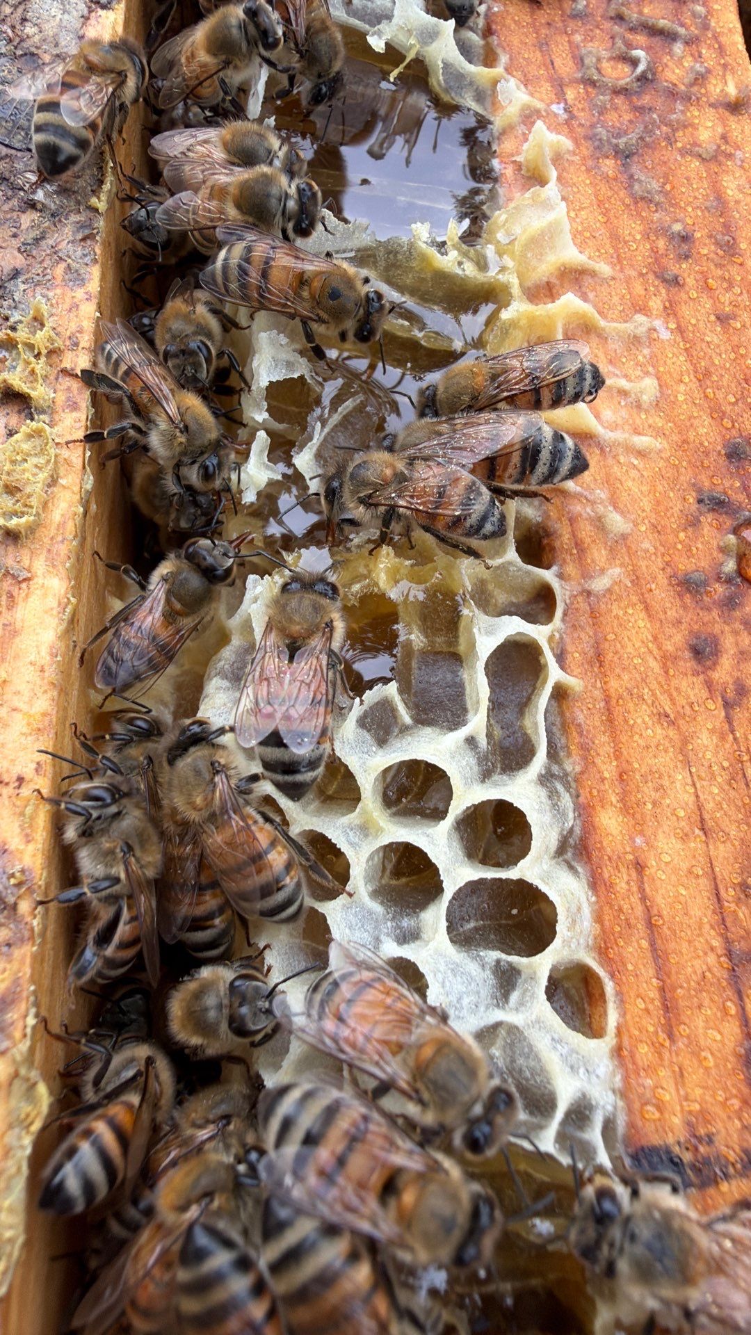 Allen Company by Rockwall Honey Bee Company