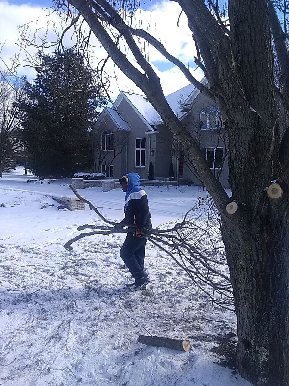 Tree Trimming using Tree Pruing by Mike Jones & Sons Tree Service LLC 