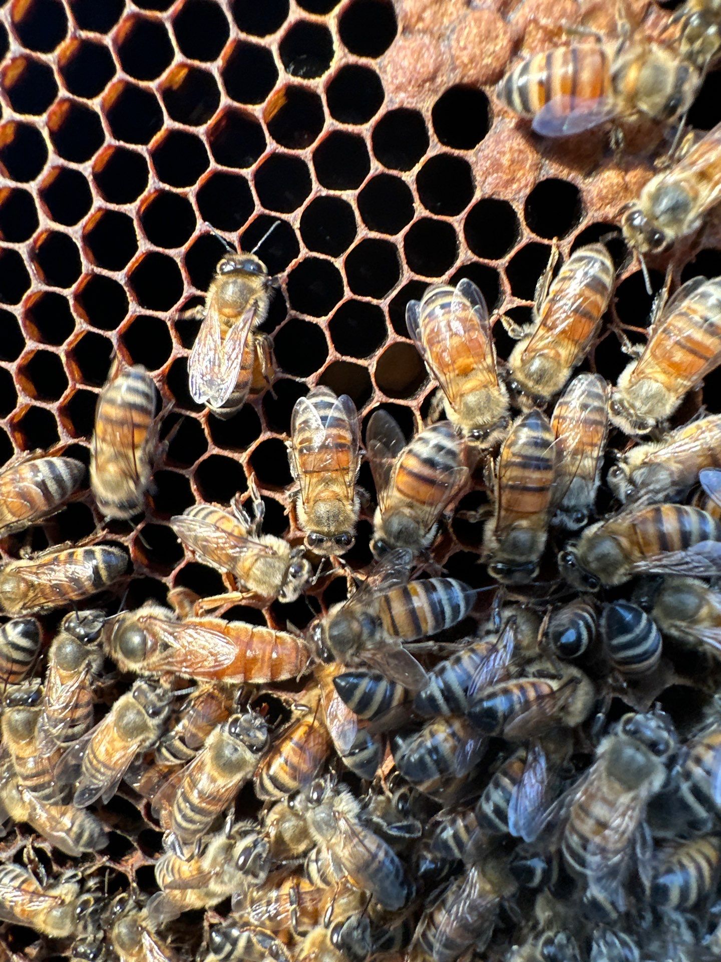 Rockwall County Ag. Exemption by Rockwall Honey Bee Company