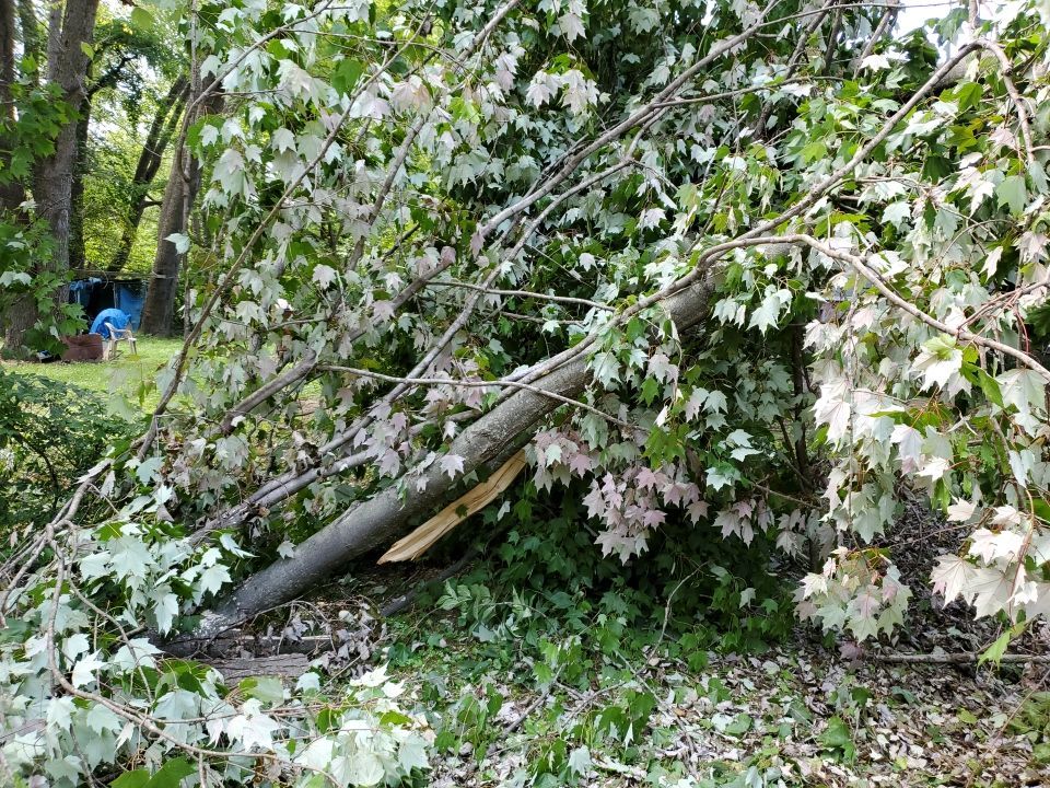 Storm Damaged Tree Removal  by Mike Jones & Sons Tree Service LLC 