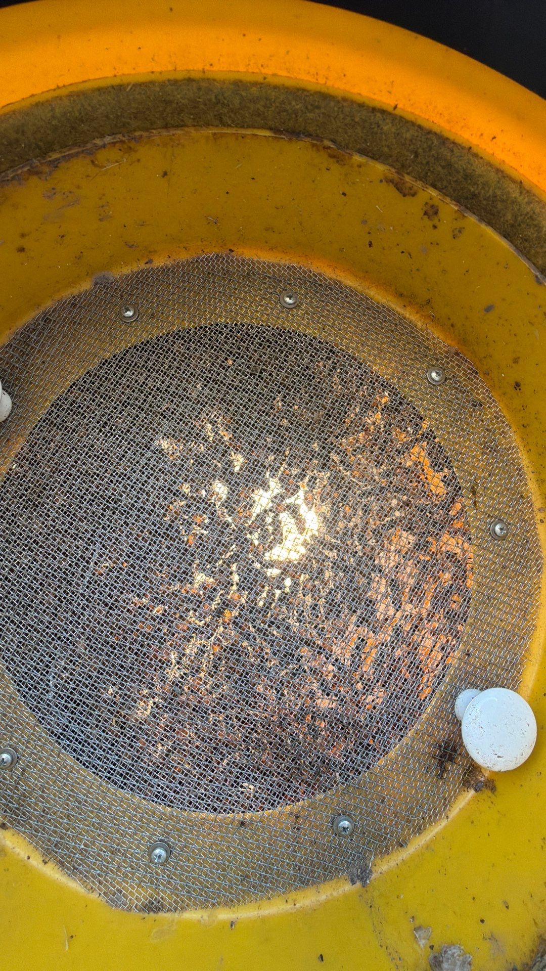 Shedding Bees by Rockwall Honey Bee Company