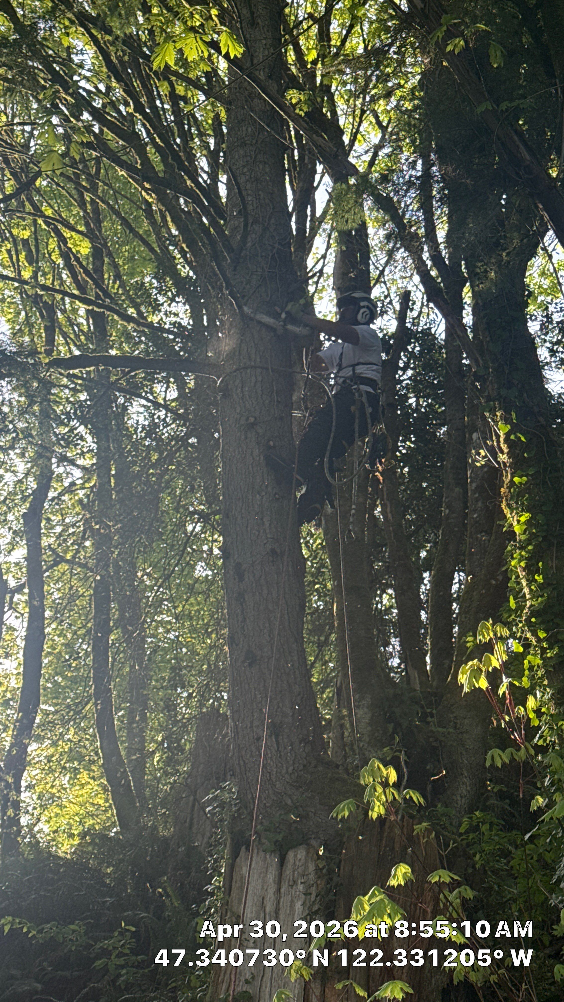 Hillside Tree Removal & Canopy Maintenance in Des Moines, WA by Sound Tree Care LLC
