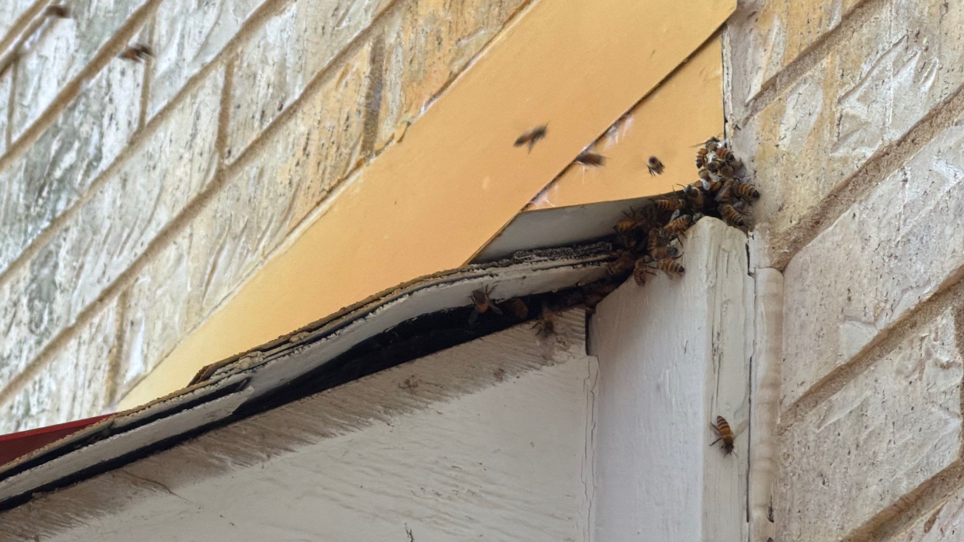 No Rush for these Bees by Rockwall Honey Bee Company