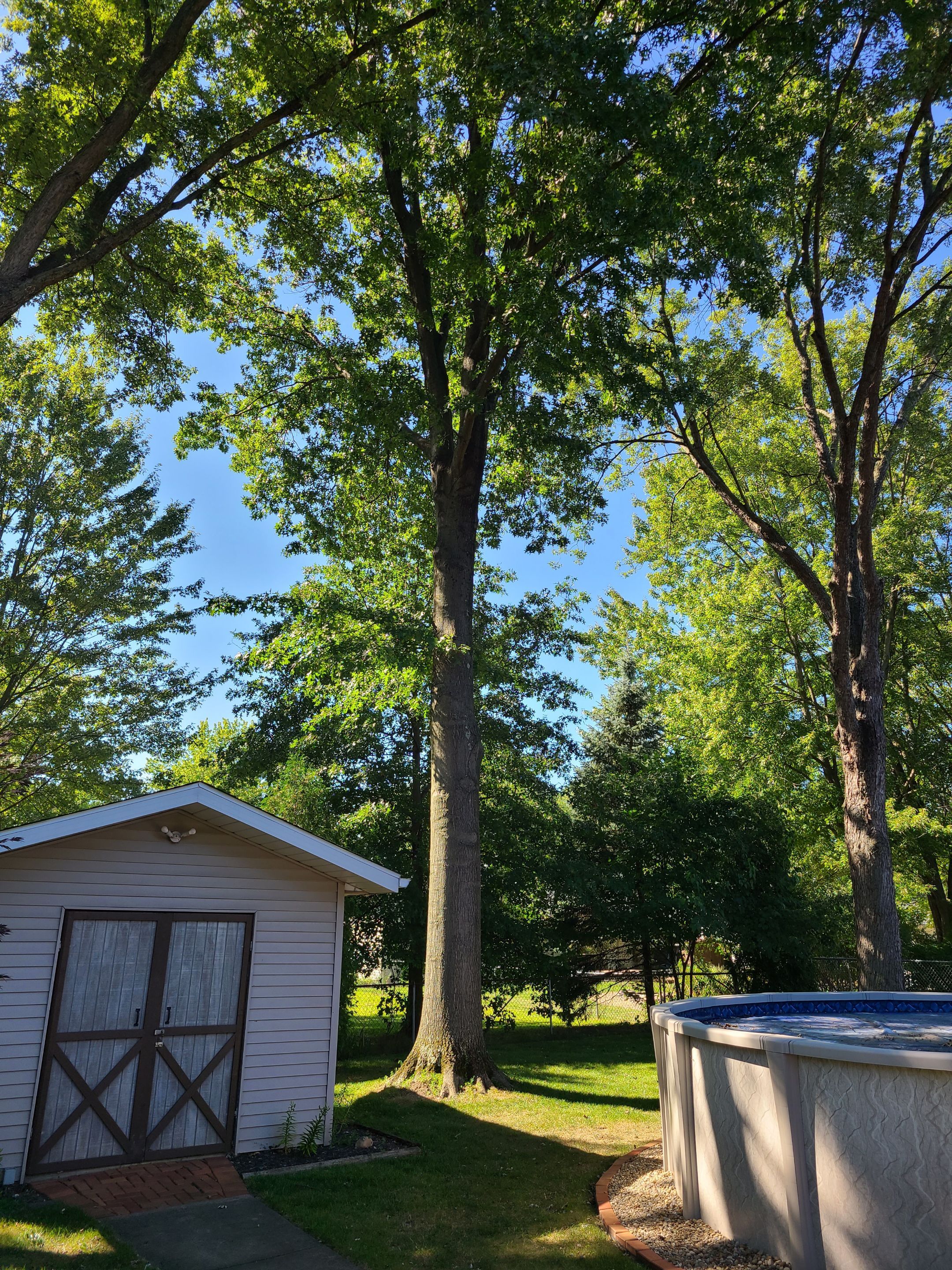 Oak Tree Removal by Mike Jones & Sons Tree Service LLC 