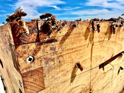 Rooftop Bees in Frisco