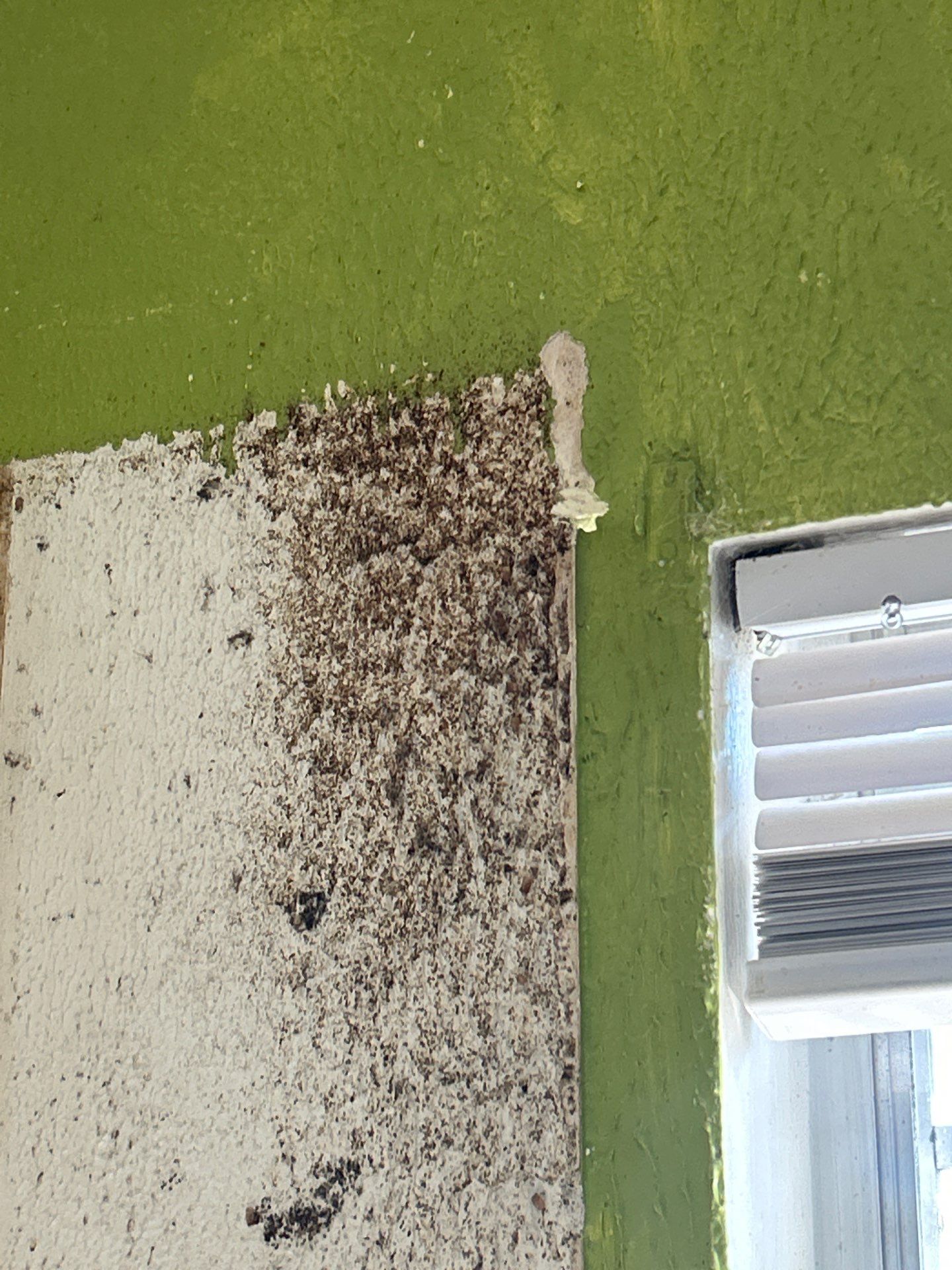 Tampa Mold Removal by Ampm Restoration Services