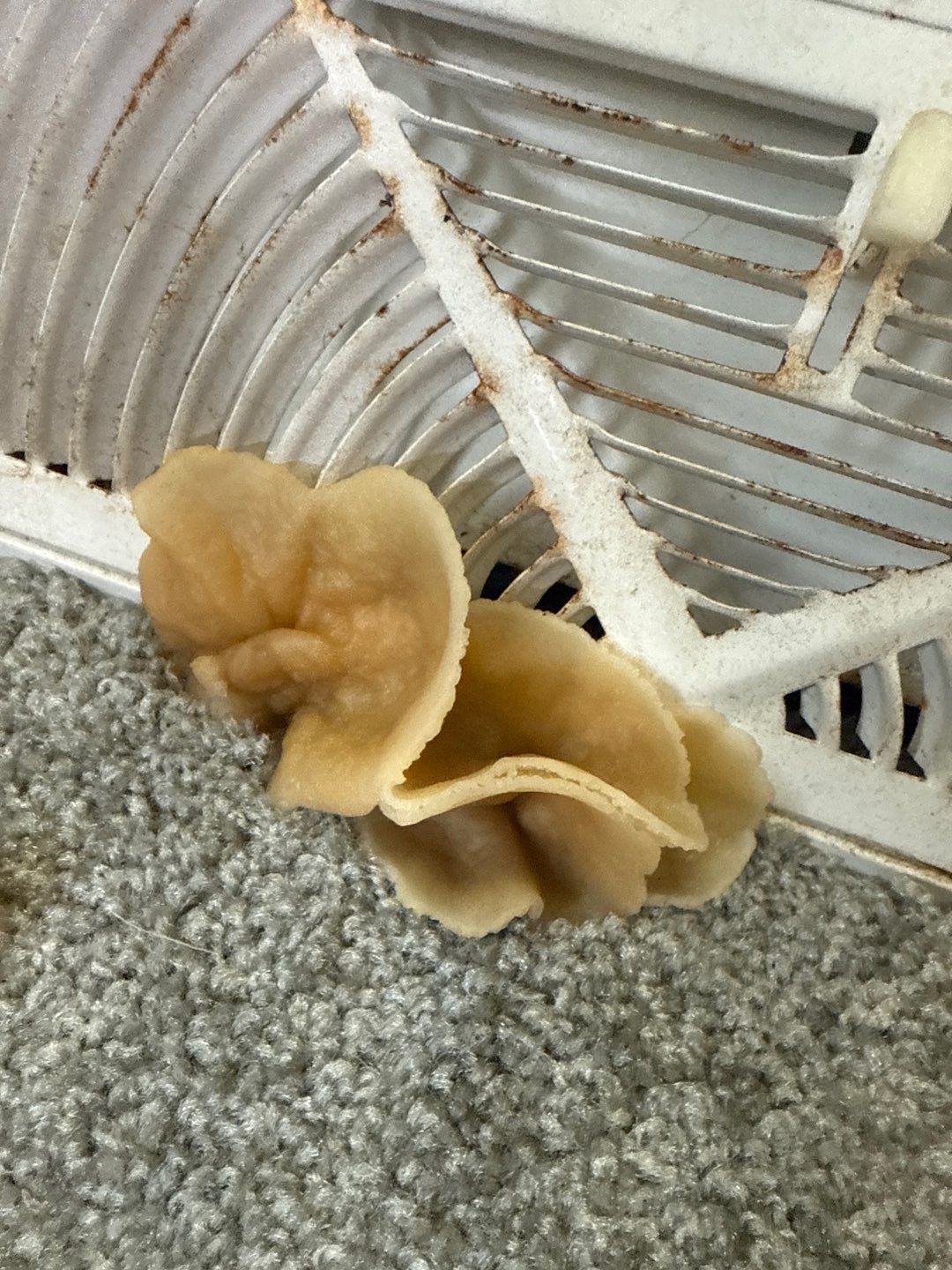 Water Damage& Mold Remediation Project-Dover, DE. by Healthy Home Solutions