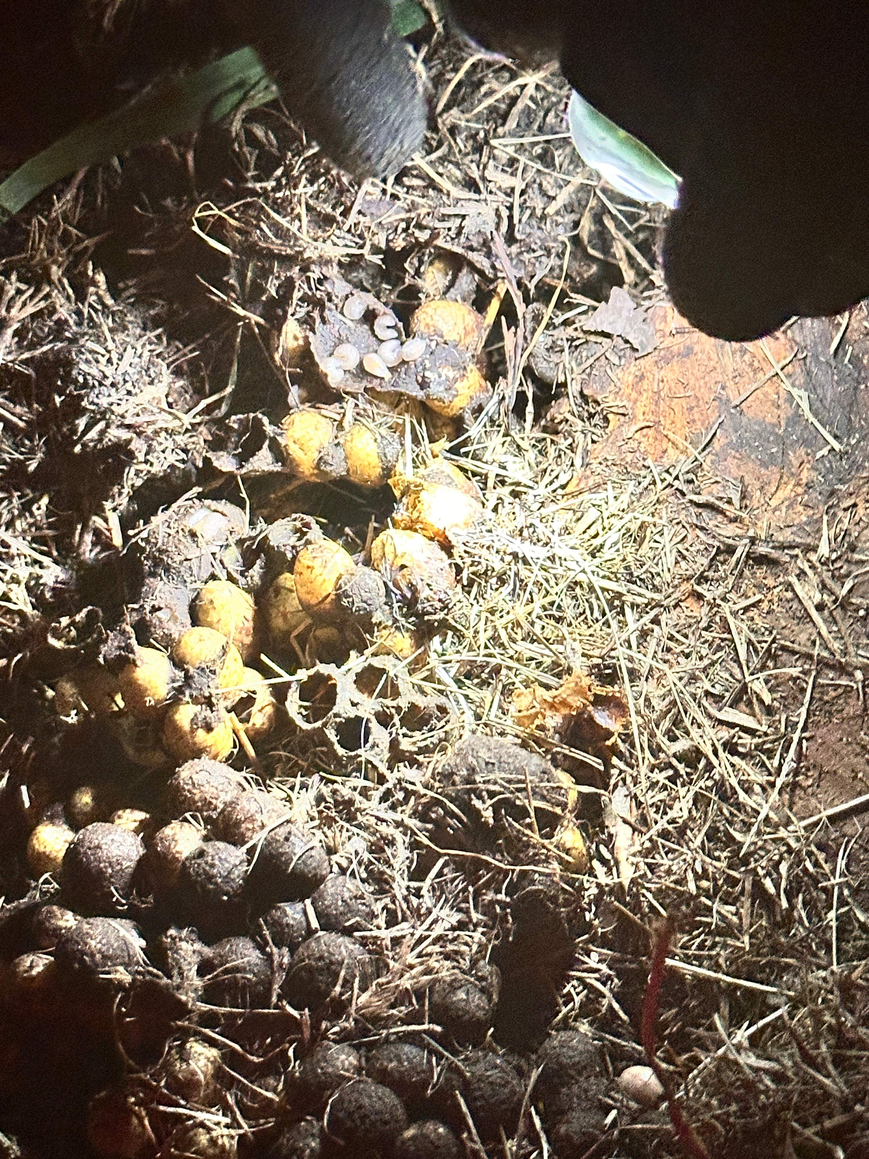 Bumblebees! by Rockwall Honey Bee Company