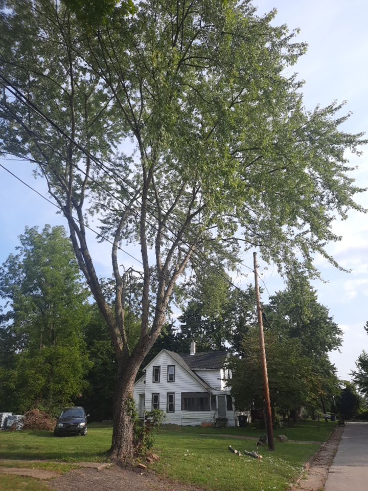 Tree Removal using Tree Removal by Mike Jones & Sons Tree Service LLC 