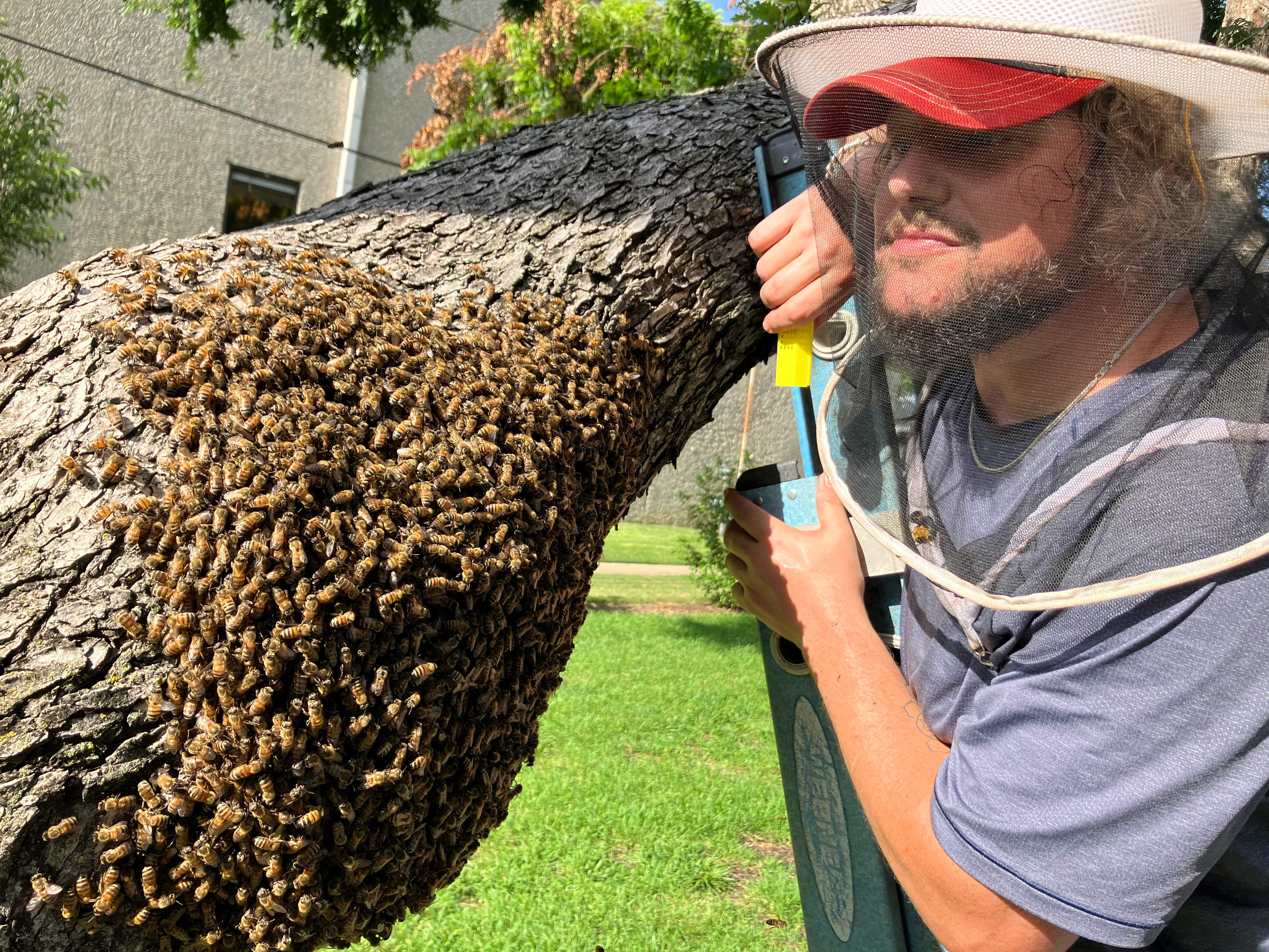 Favorite Tree Job by Rockwall Honey Bee Company