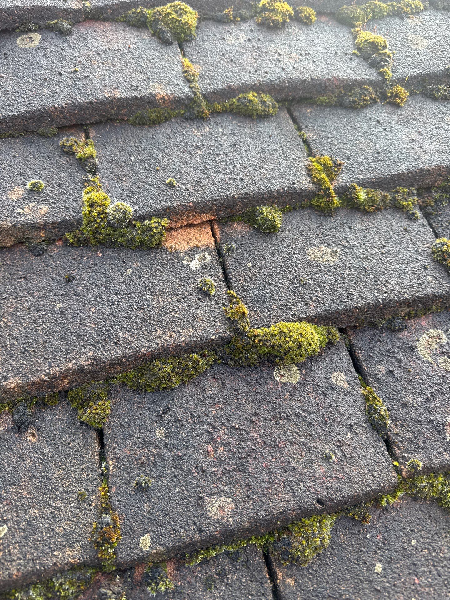 Exterior Clean - Roof - Patio - Driveway using Honda 15lpm Low Pressure Washing Machine by Ges Exterior Cleaning ltd
