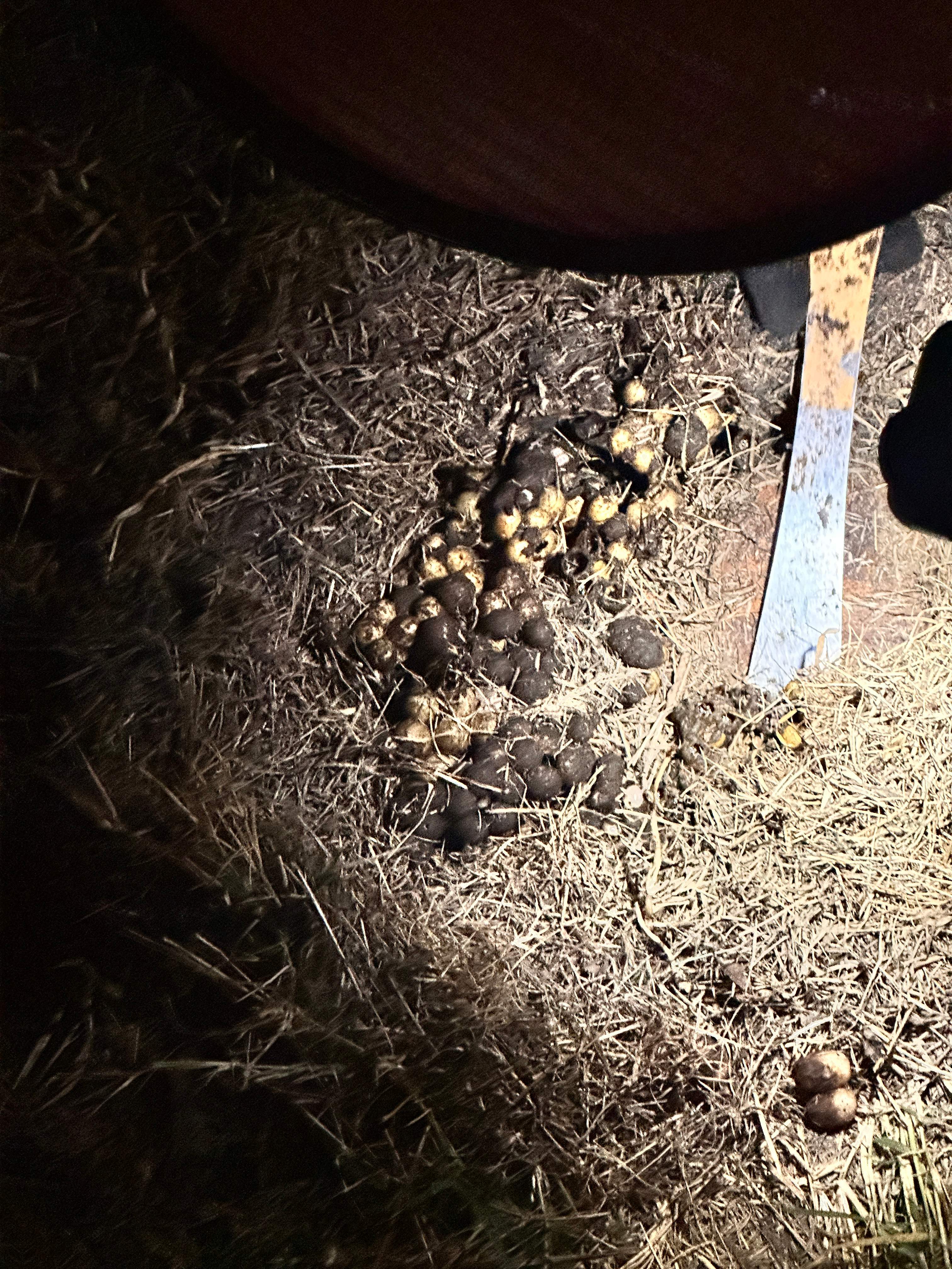 Bumblebees! by Rockwall Honey Bee Company