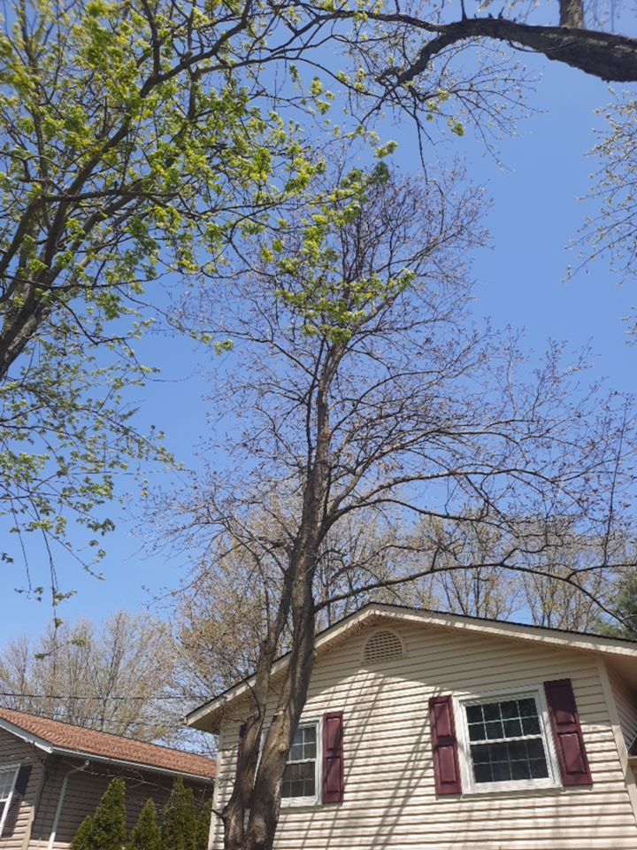 Tree Removal using Tree Removal by Mike Jones & Sons Tree Service LLC 