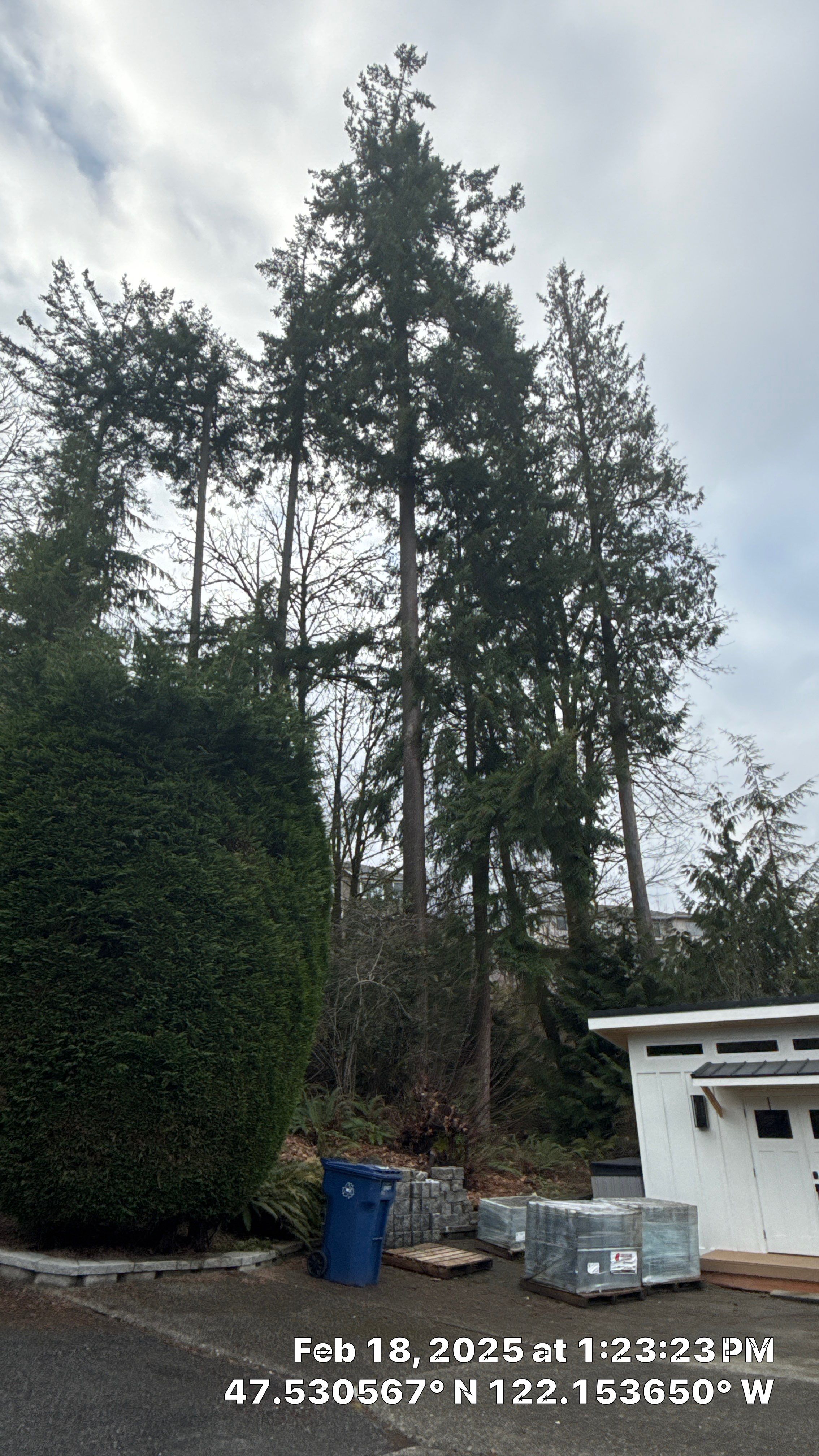 🌲 Newcastle HOA Arborist Report by Sound Tree Care LLC