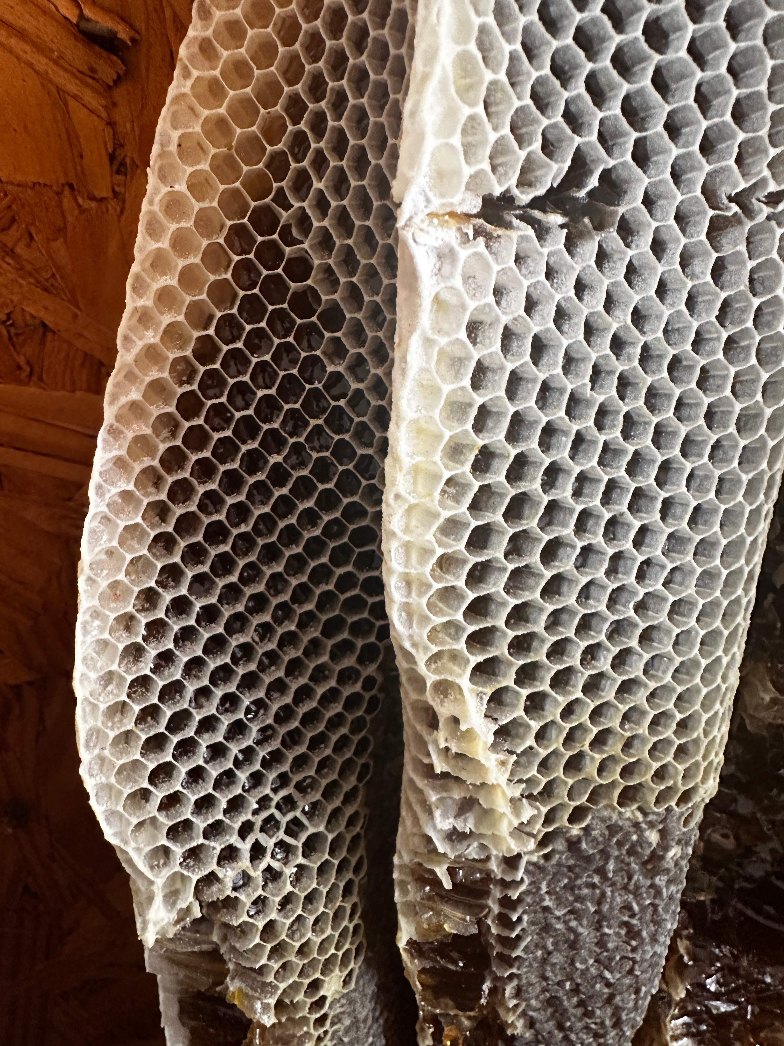 Beautiful Fresh Comb by Rockwall Honey Bee Company