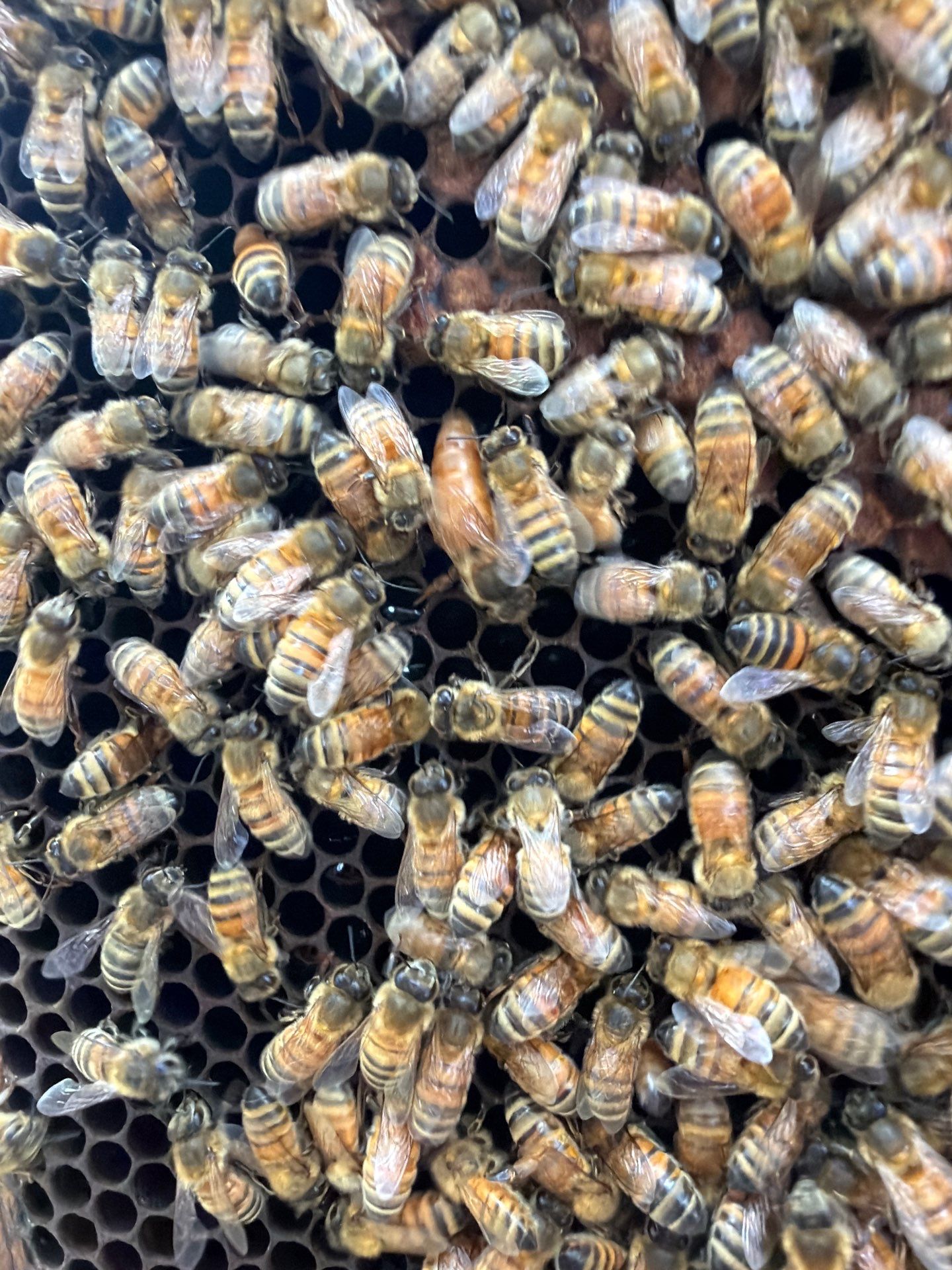 Industrial Bees by Rockwall Honey Bee Company