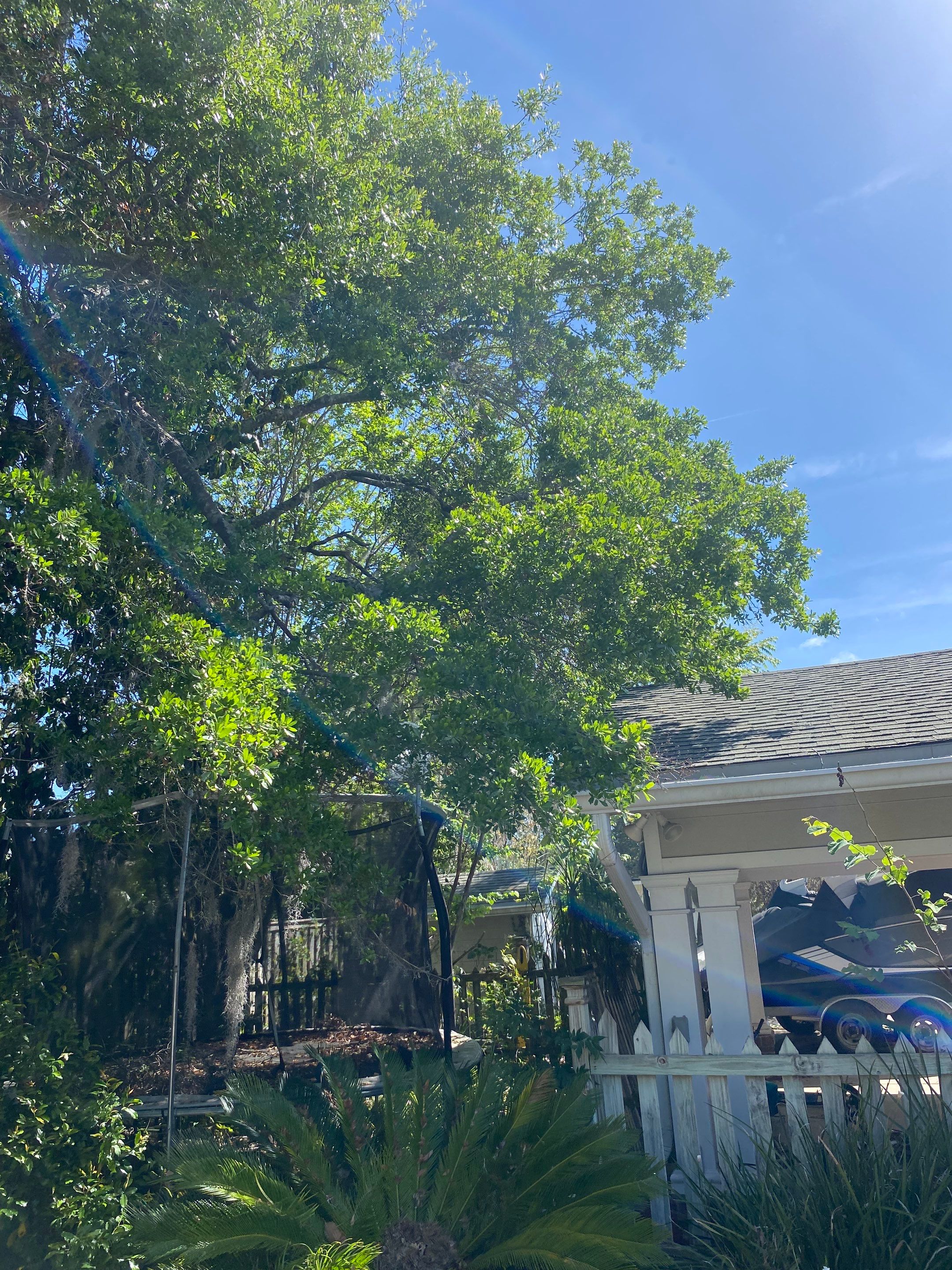 Residential | Tree Removal & Trimming by ProGreen Services