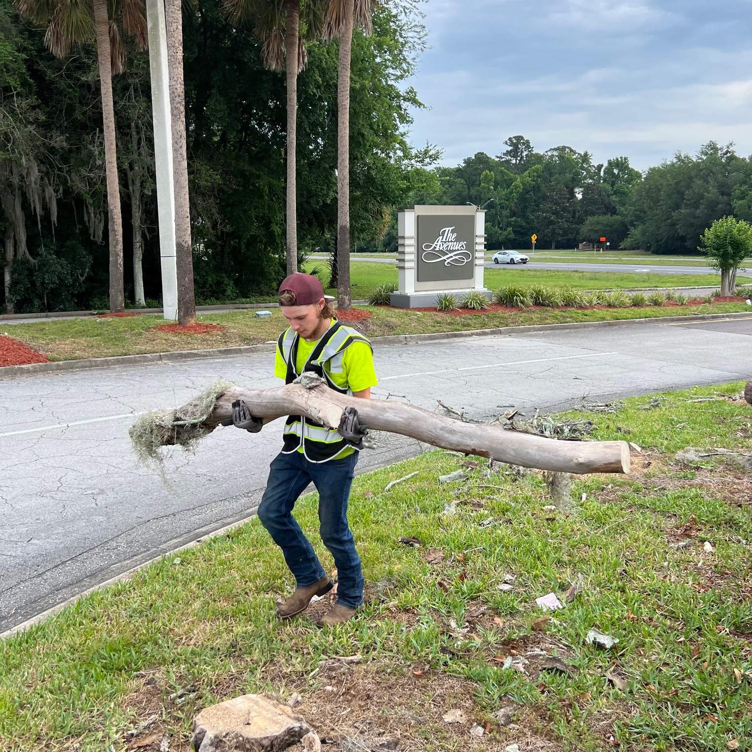 Tree Removal | Avenues Mall by ProGreen Services