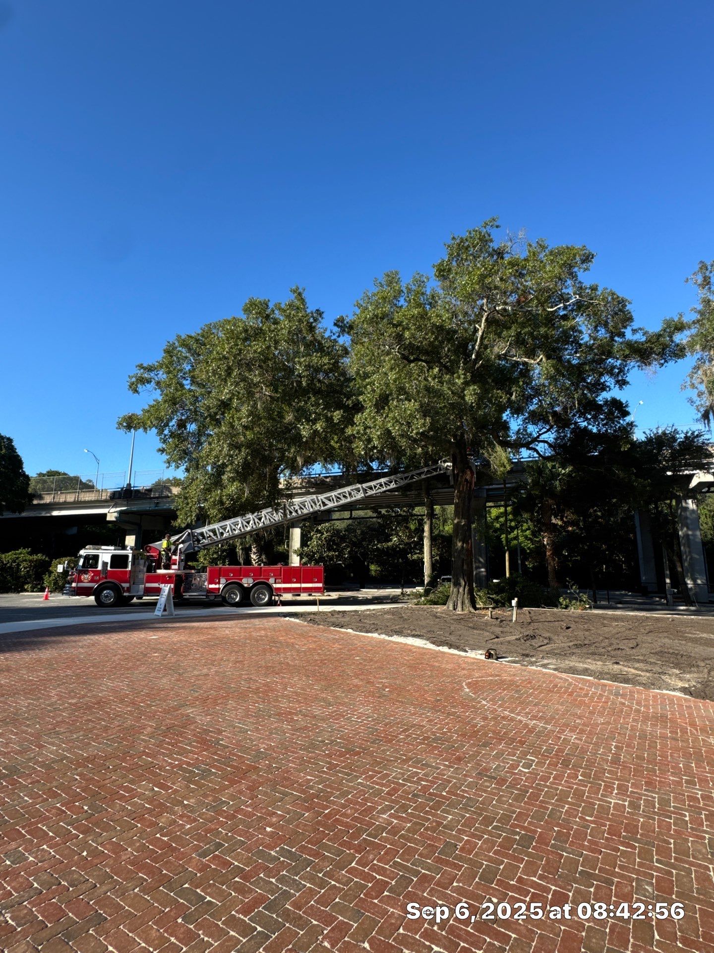 Welcome Center Tree Removal | Episcopal School of Jacksonville by ProGreen Services