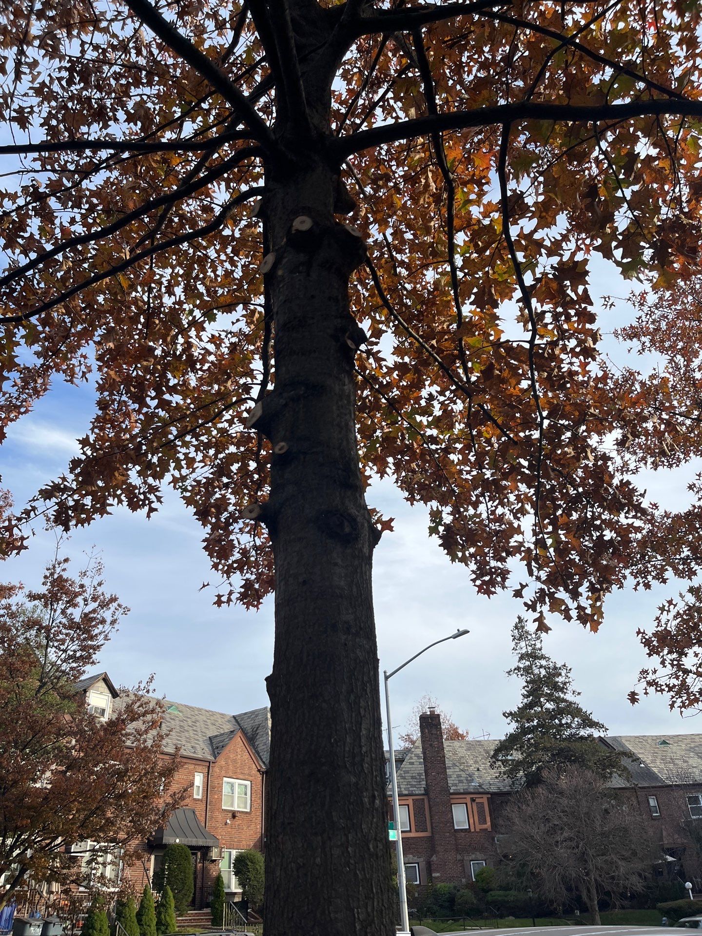 Landscape Design by elegant Lawns