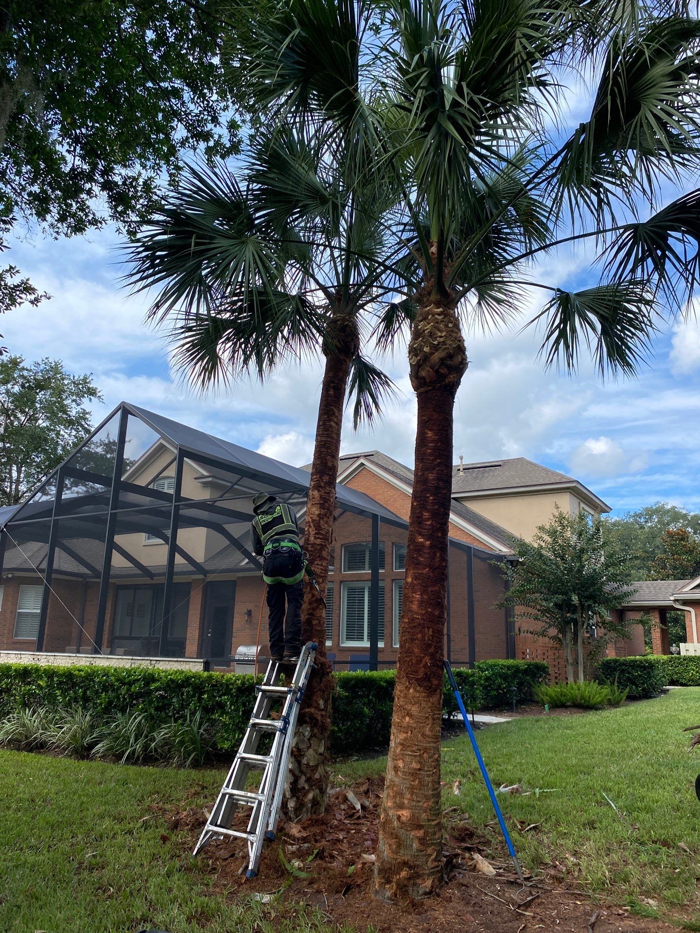 Deerwood Residence | Palm Tree Trimming by ProGreen Services
