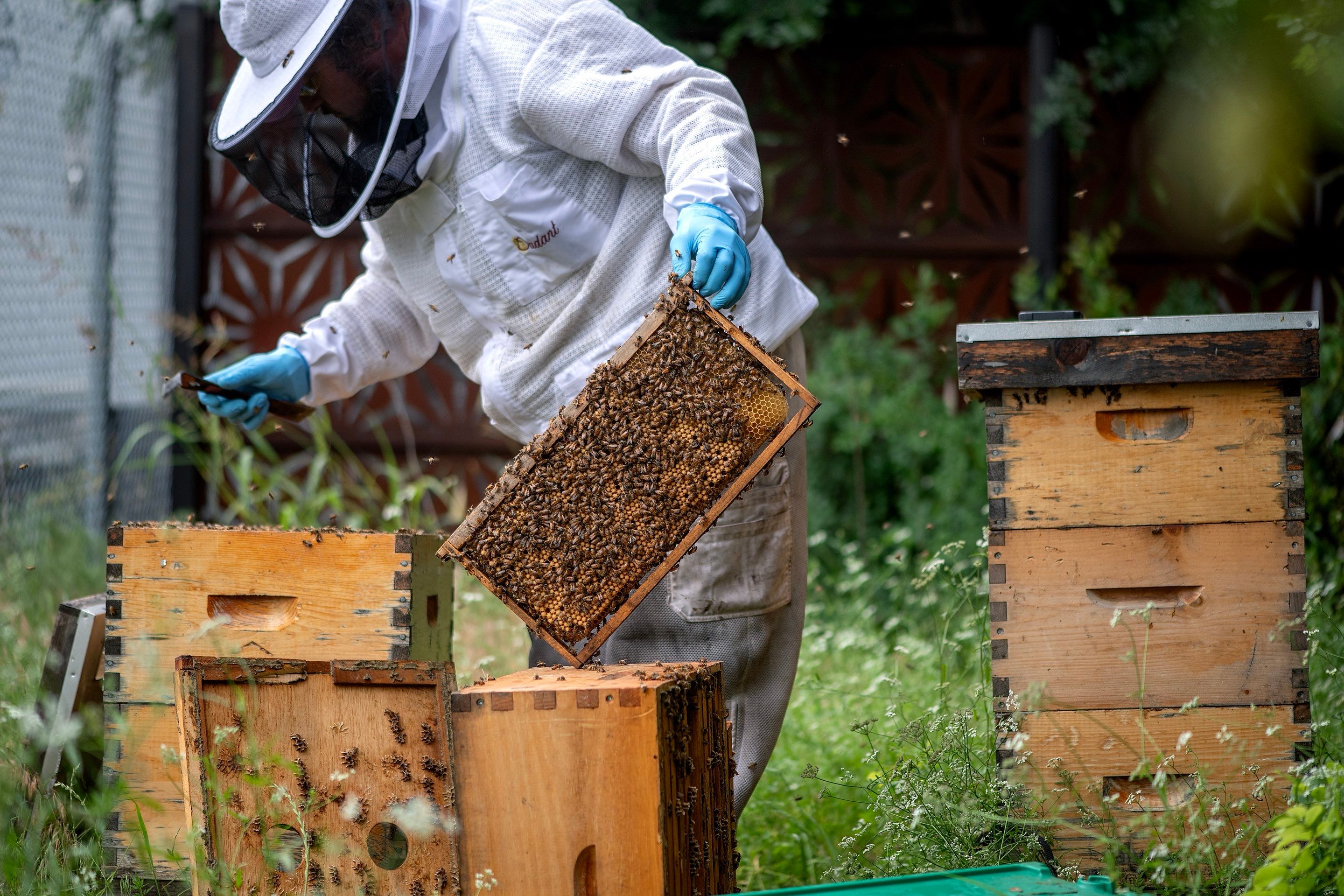 Urban Beekeeping in Dallas by Rockwall Honey Bee Company