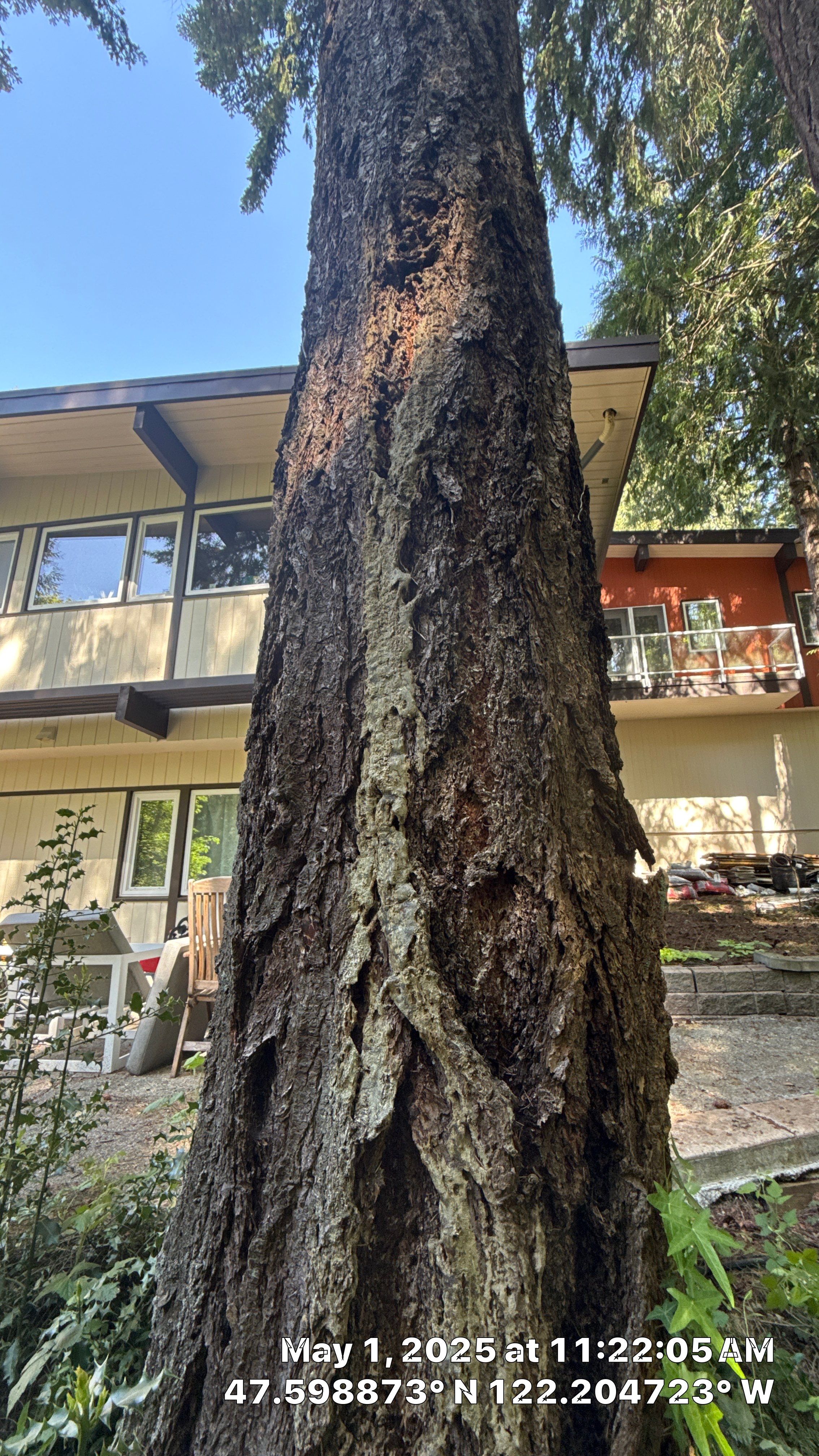 Bellevue Arborist Assessment using Level 1 Visual Assessment by Sound Tree Care LLC