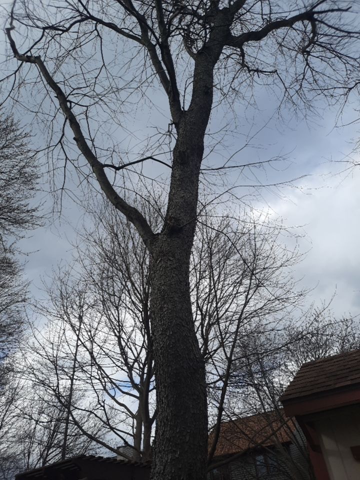 Tree Removal using Tree Removal by Mike Jones & Sons Tree Service LLC 