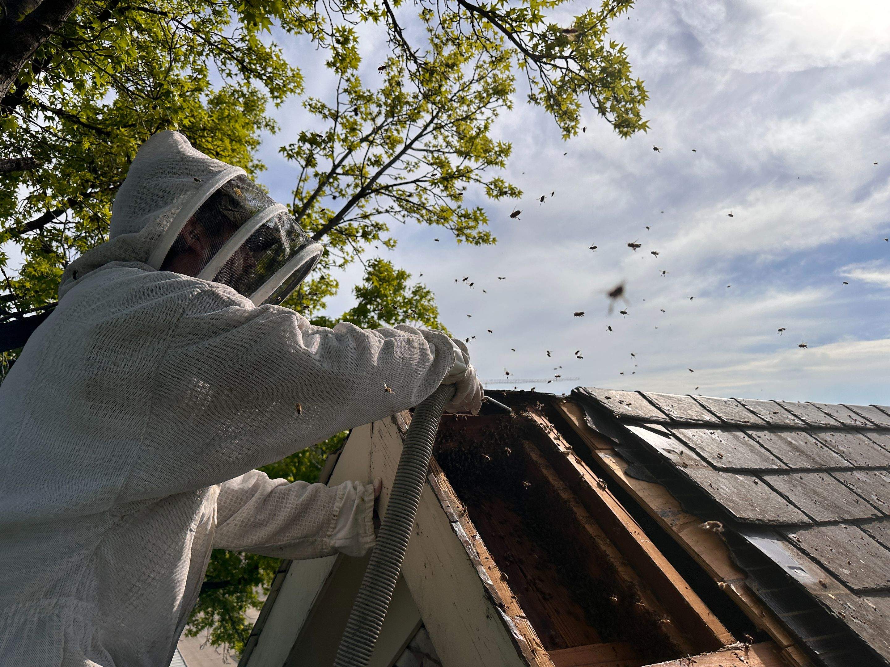 Commercial Roof by Rockwall Honey Bee Company