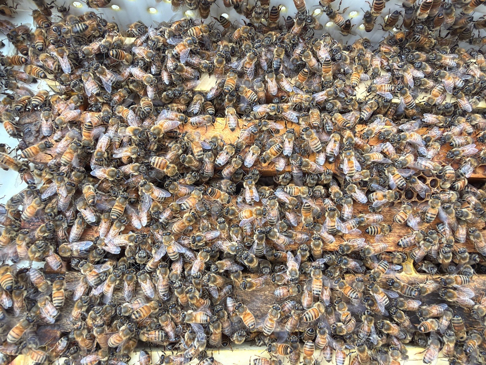 Sunnyvale’s Happiest Apiary by Rockwall Honey Bee Company