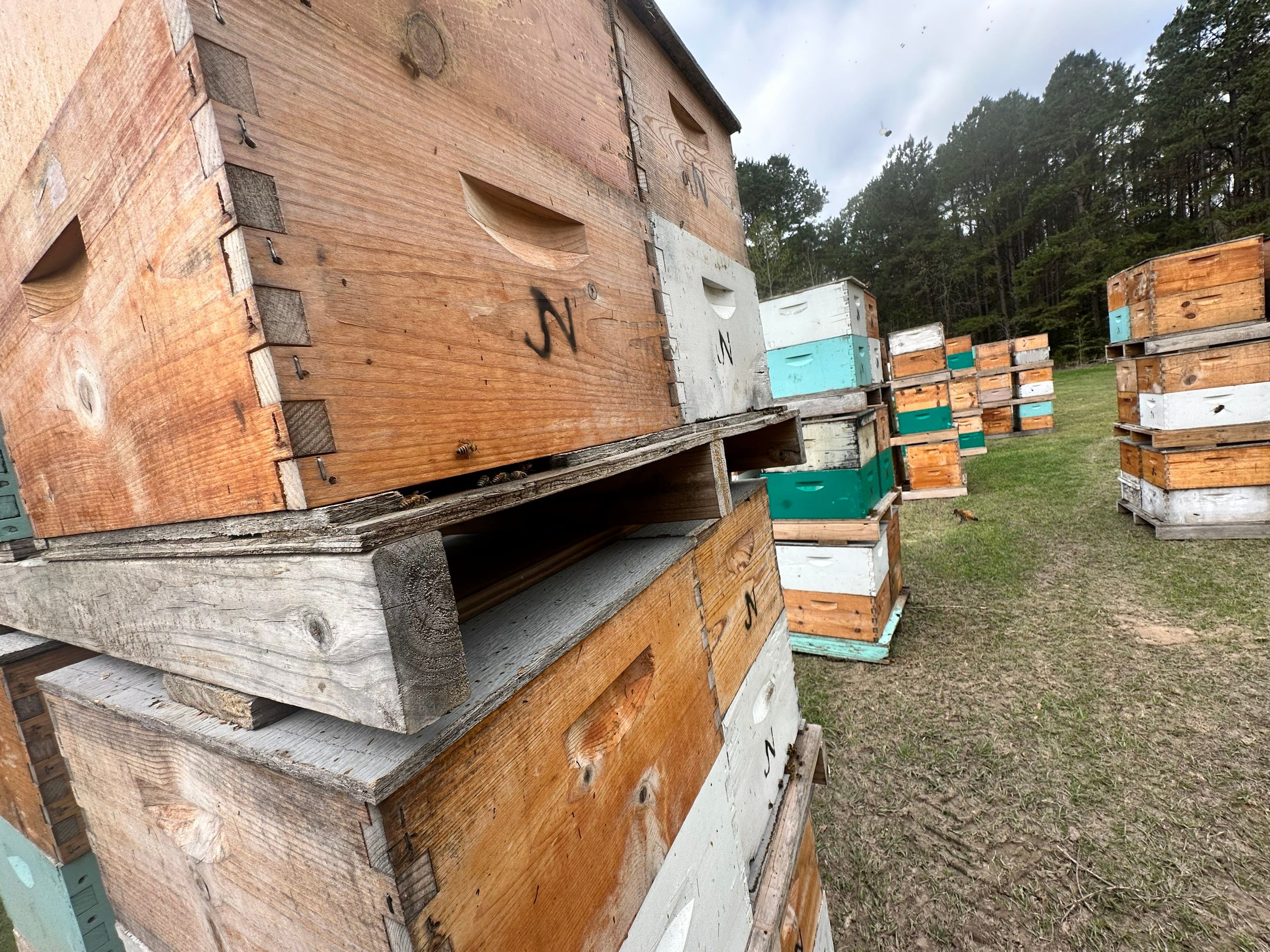BeeGirl ETX HQ by Rockwall Honey Bee Company