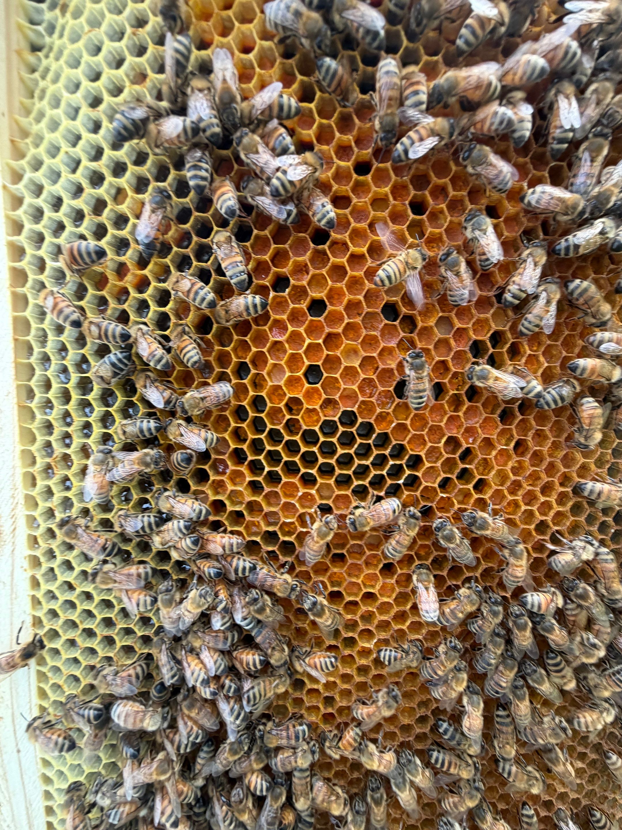 Exemption in Royse City, TX by Rockwall Honey Bee Company