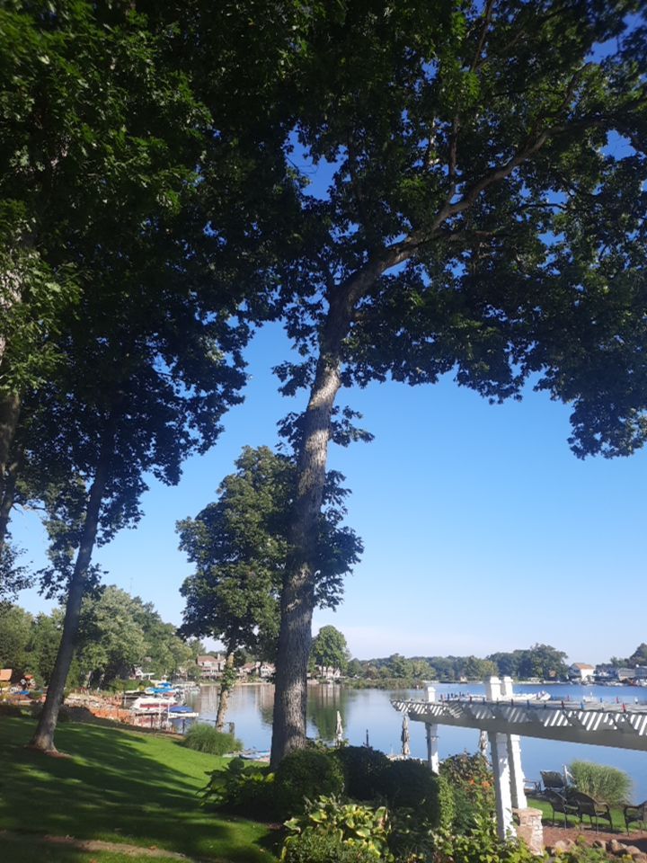 Tree Trimming using Tree Pruing by Mike Jones & Sons Tree Service LLC 