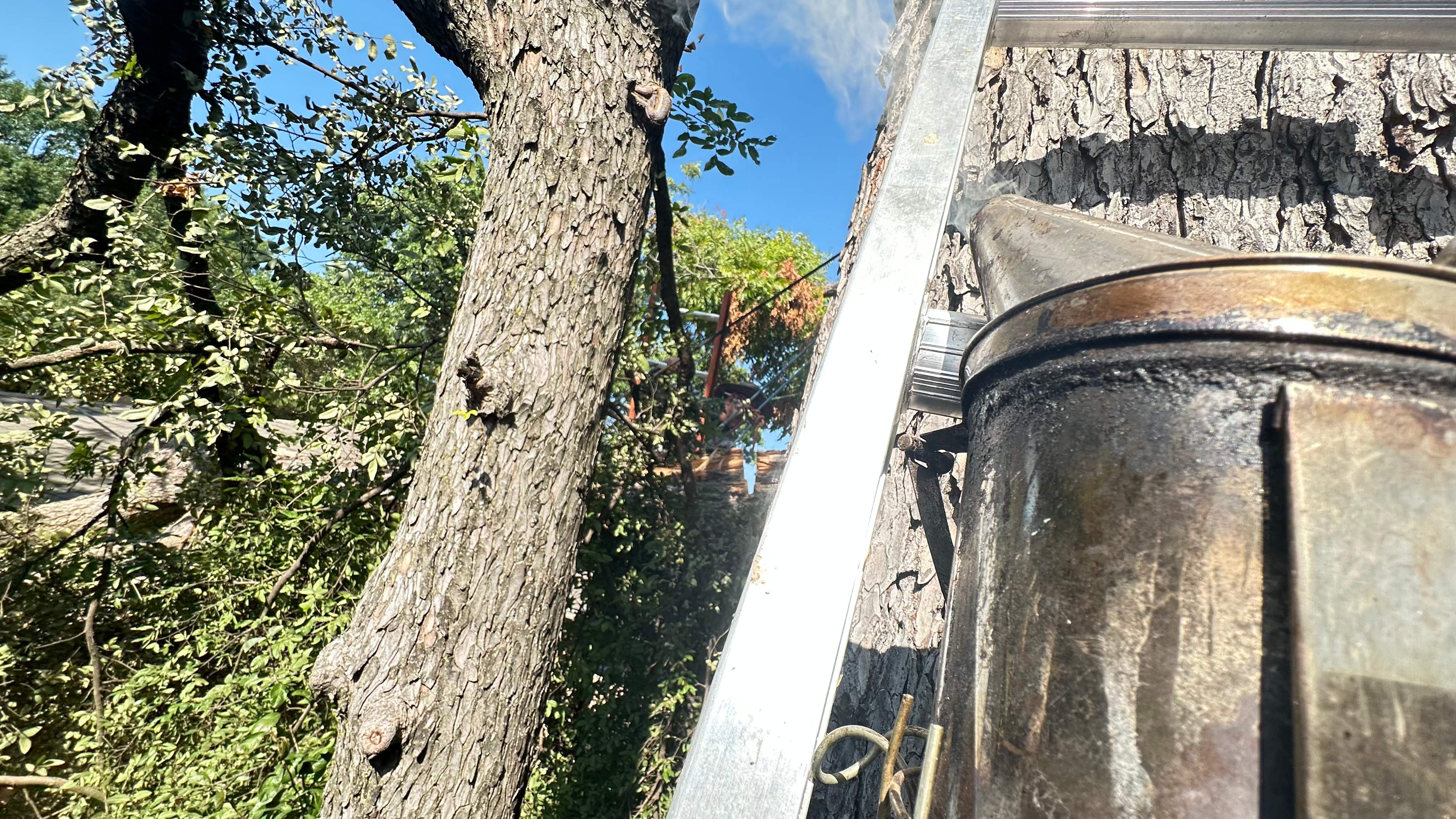 Tree Service Help  by Rockwall Honey Bee Company