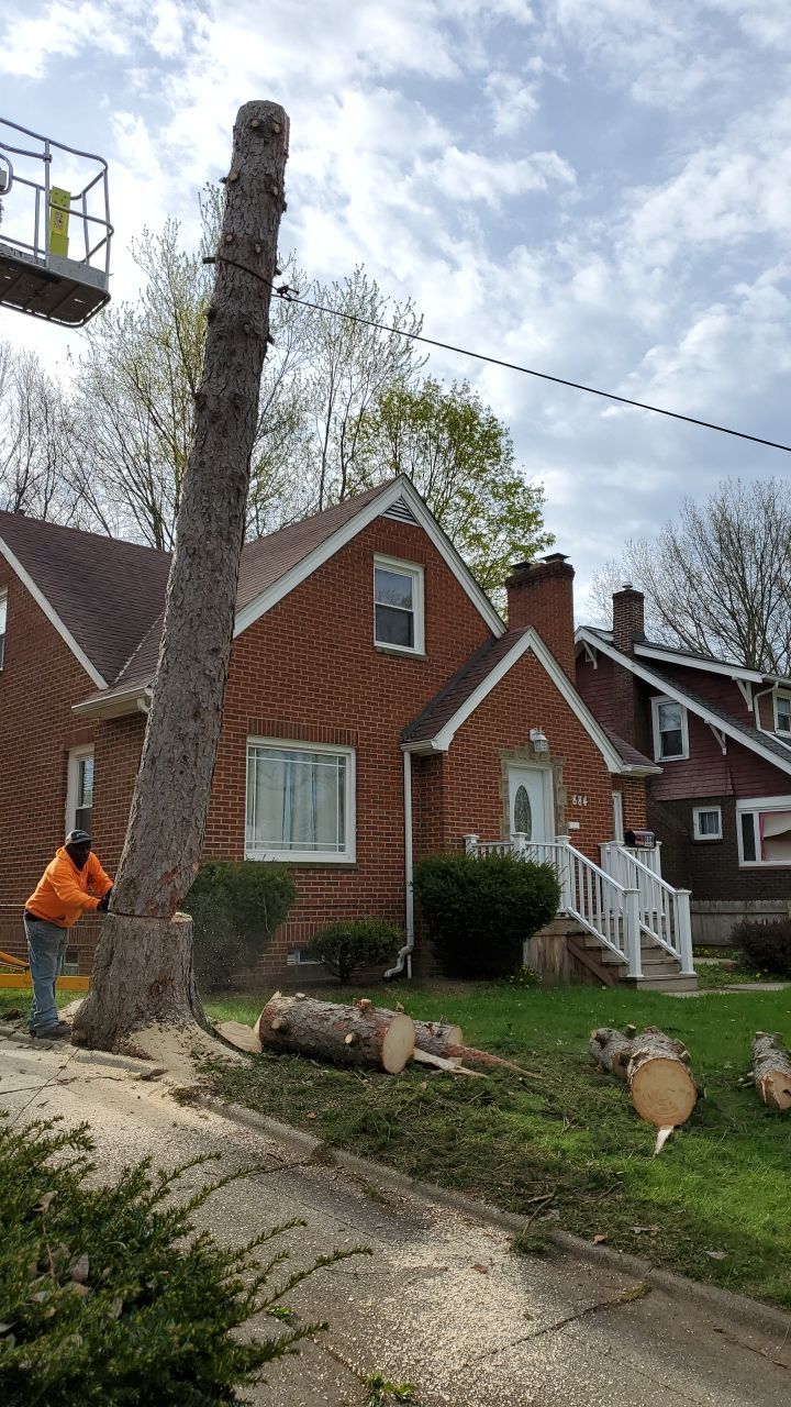 Tree Removal using Tree Removal by Mike Jones & Sons Tree Service LLC 