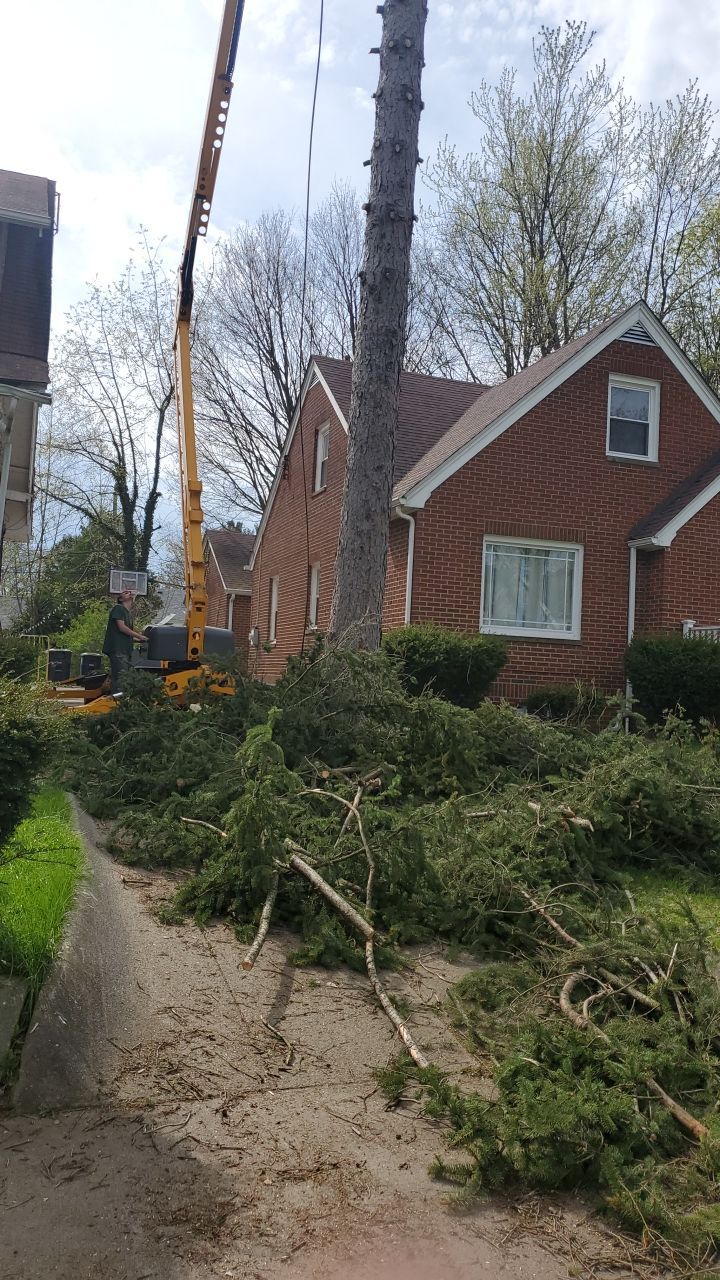 Tree Removal using Tree Removal by Mike Jones & Sons Tree Service LLC 