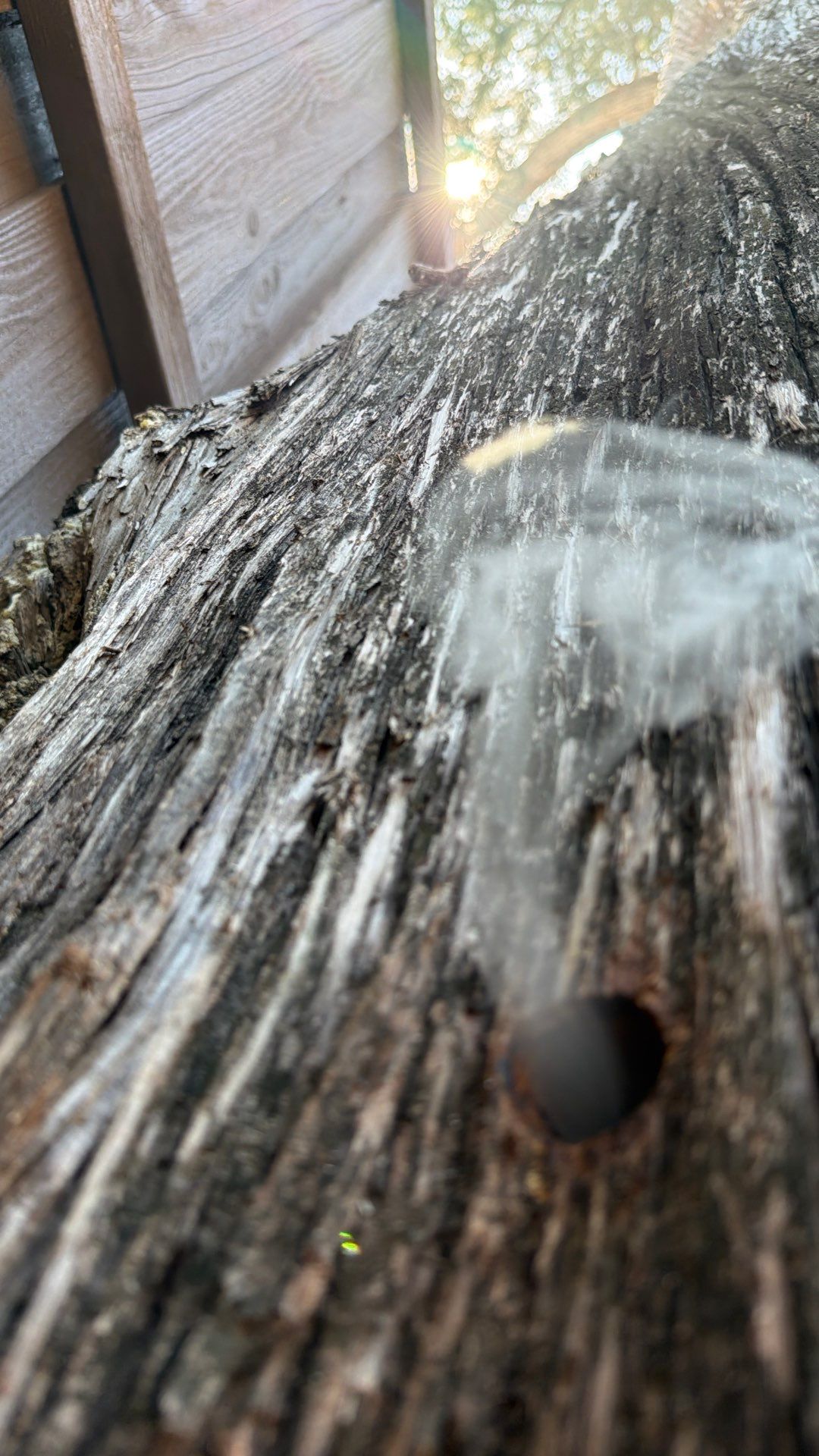 Cavern-Crack Tree Bees by Rockwall Honey Bee Company