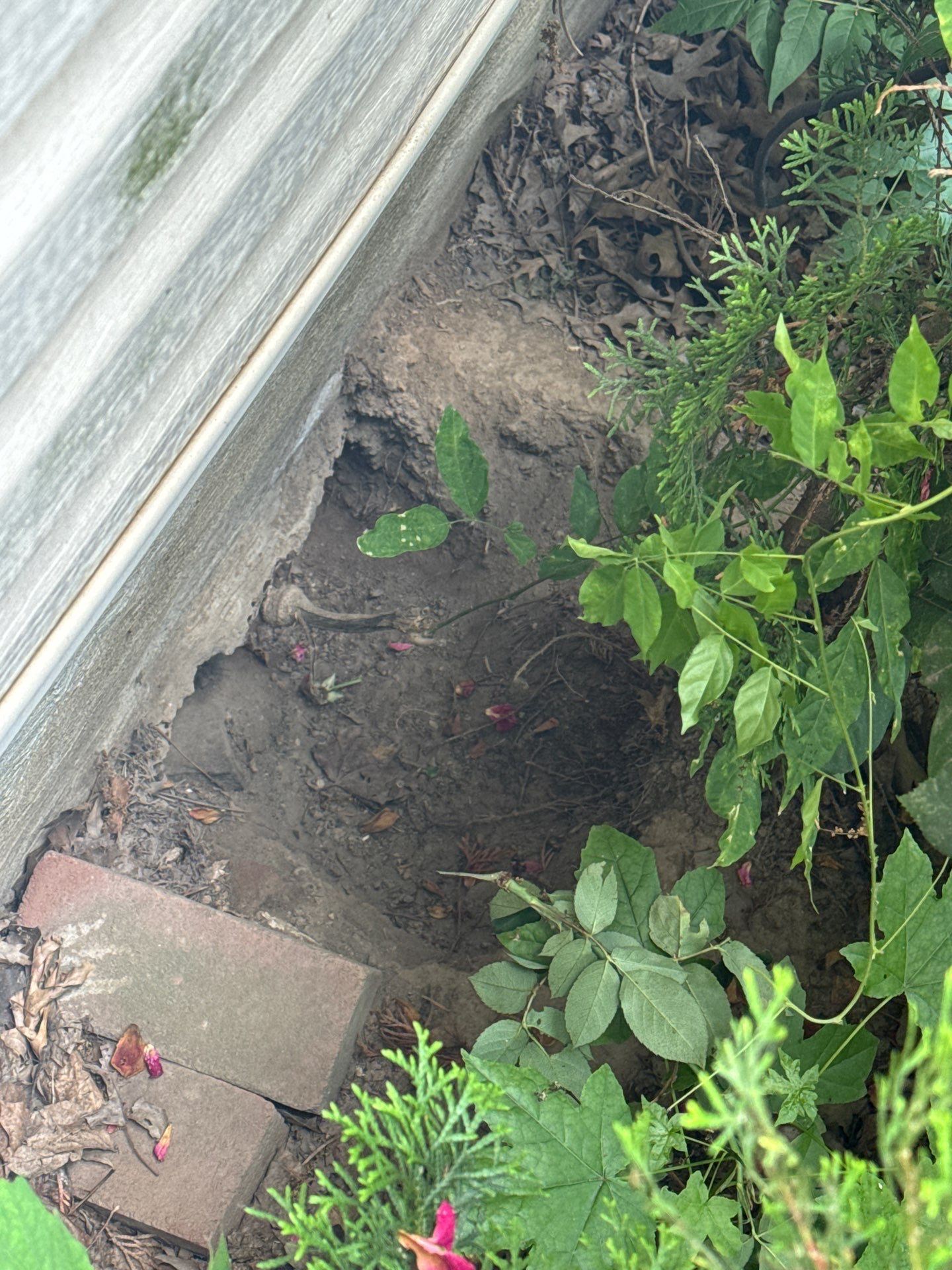 Wildlife trapping of opussum by NYC Extermination LLC