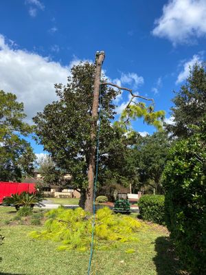 Deerwood Resident | Tree Removal