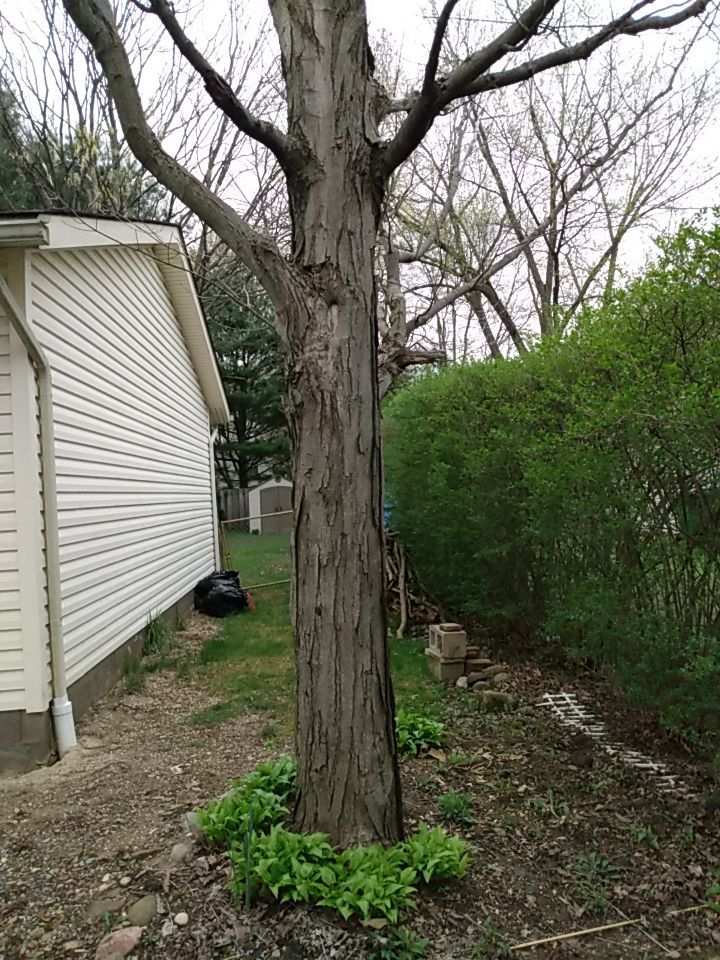 Tree Removal using Tree Removal by Mike Jones & Sons Tree Service LLC 