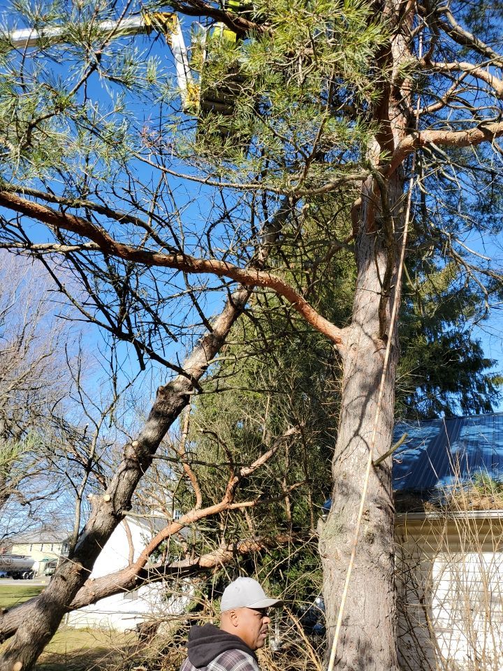 Storm Damaged Tree Removal  using Tree Removal by Mike Jones & Sons Tree Service LLC 