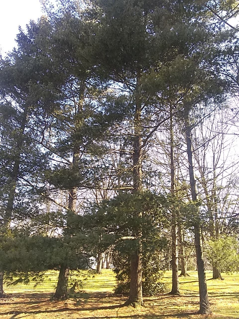 Tree Removal using Tree Removal by Mike Jones & Sons Tree Service LLC 