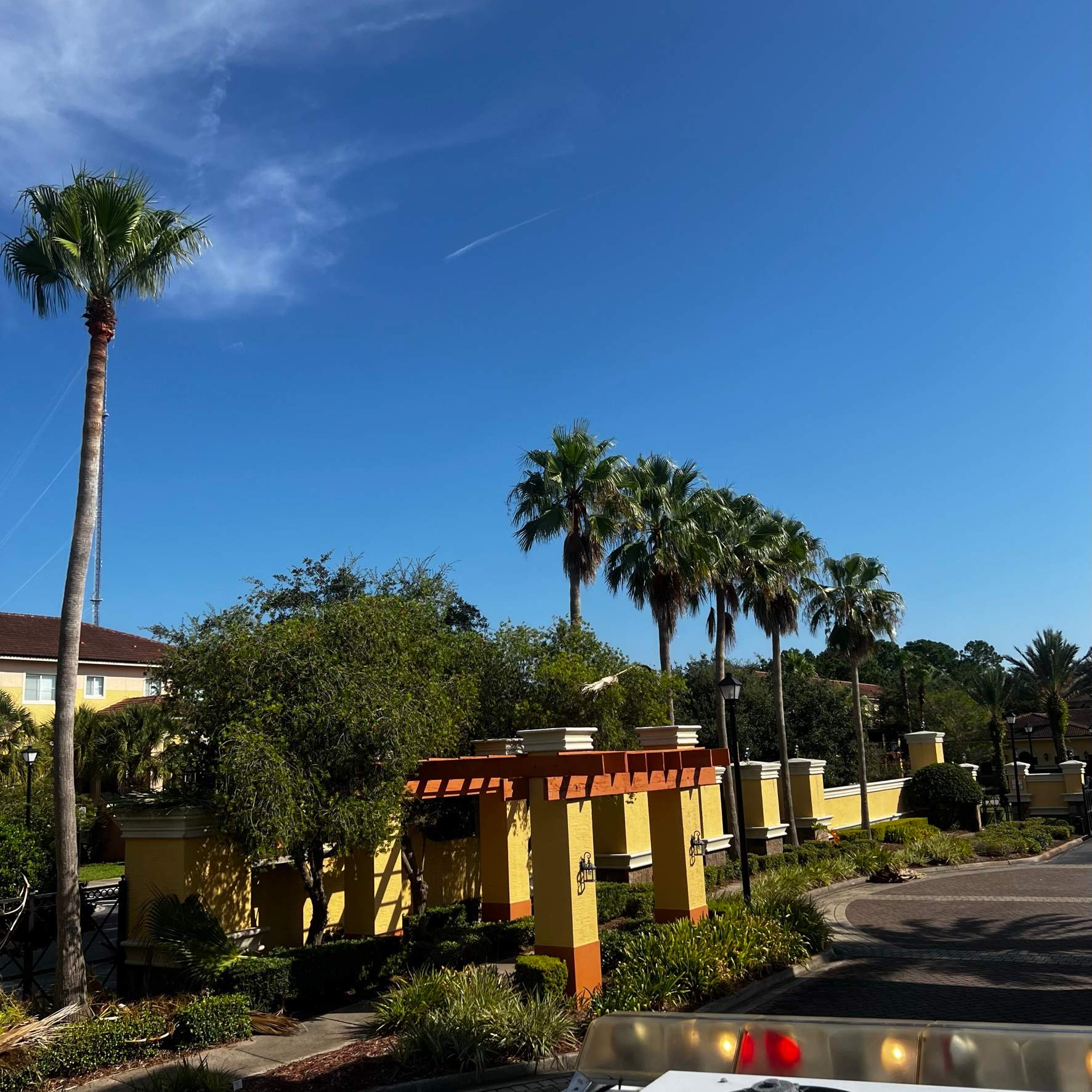 Palm Tree Trimming | IL Villagio Condominiums by ProGreen Services