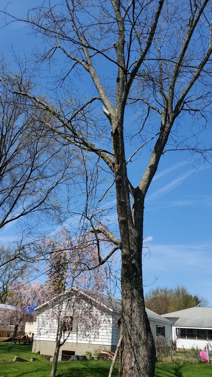 Tree Removal using Tree Removal by Mike Jones & Sons Tree Service LLC 