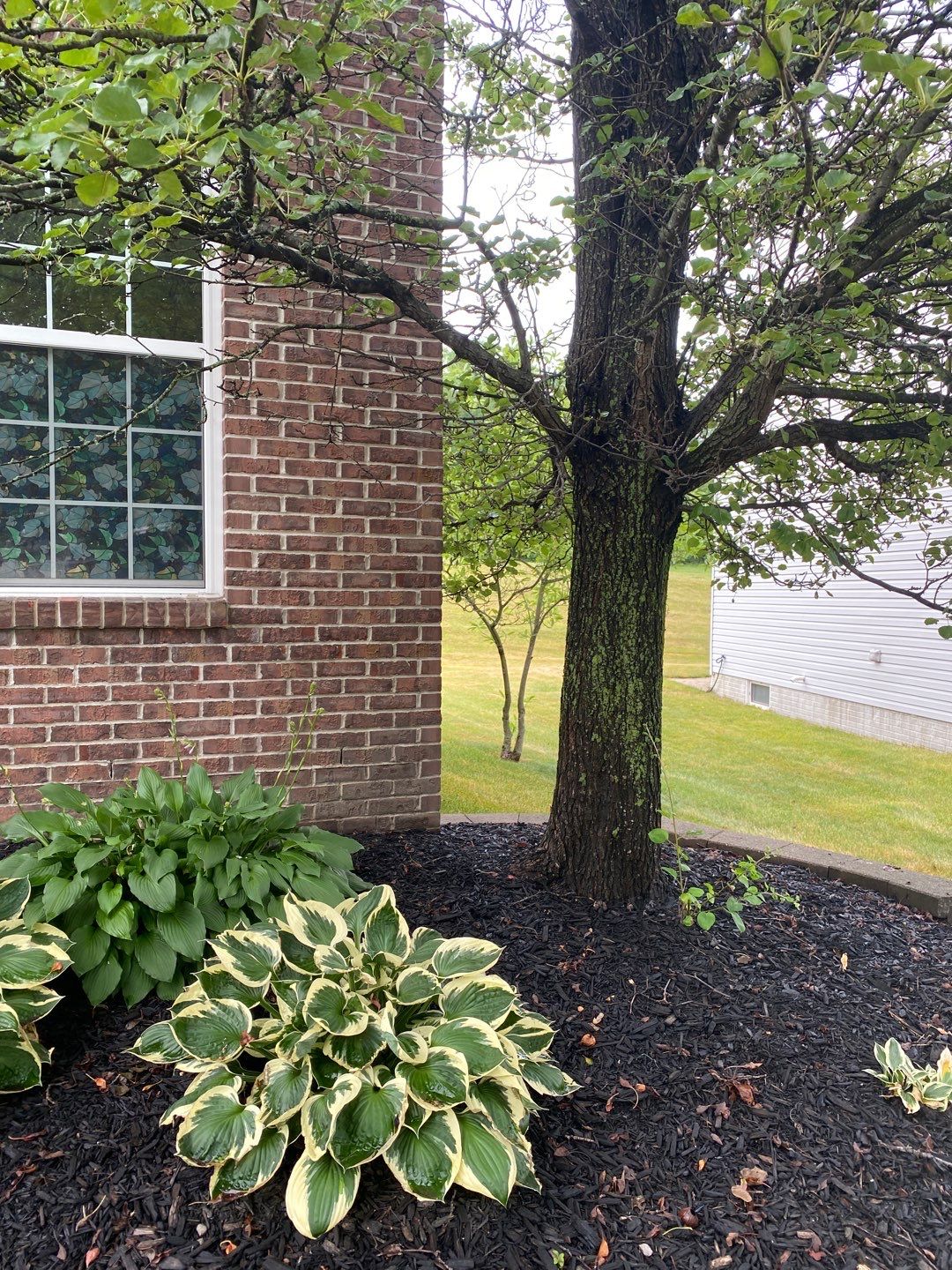 Tree Removal using Tree Removal by Mike Jones & Sons Tree Service LLC 