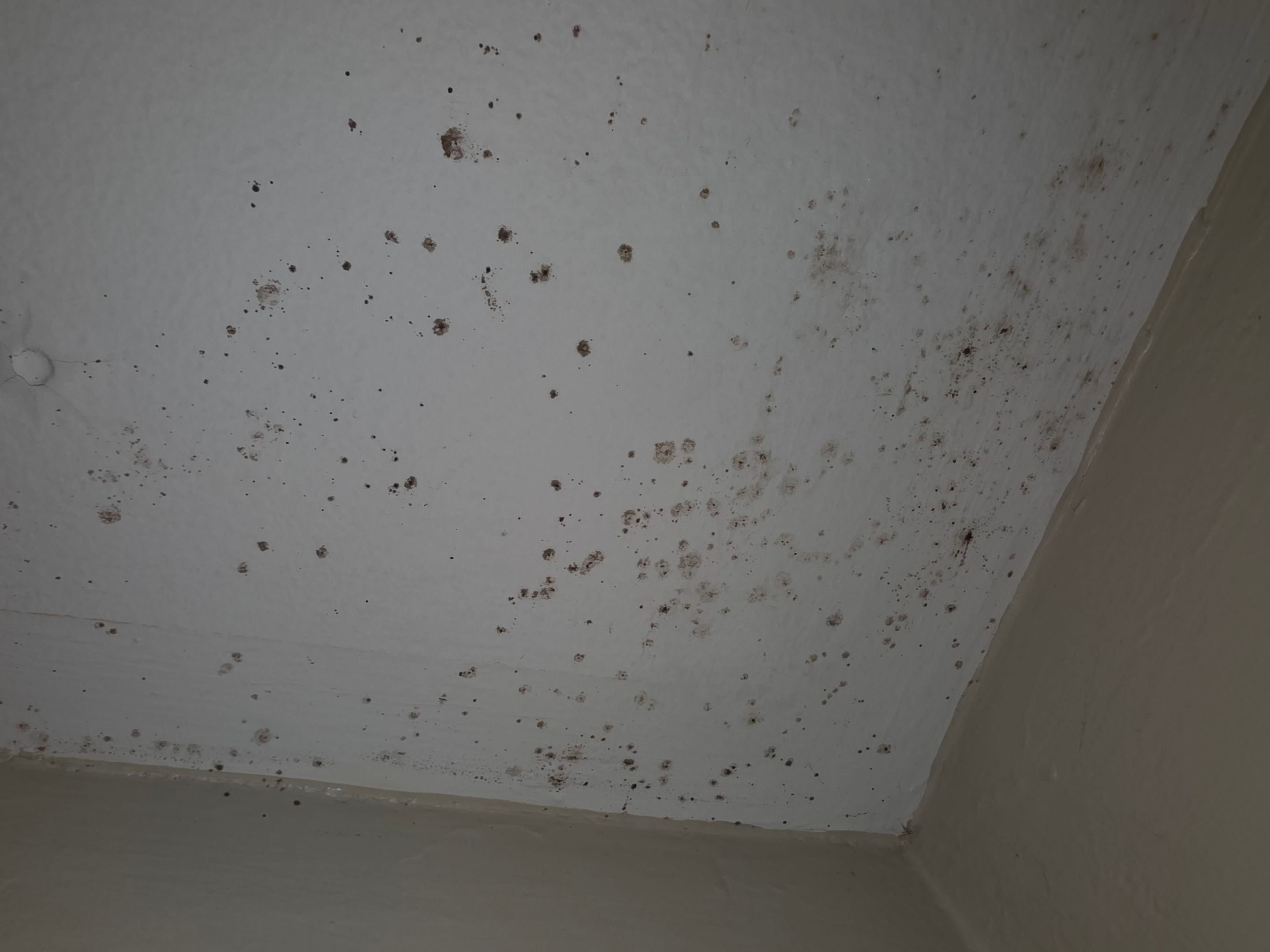 Bathroom Mold by Chicagoland Water Medics