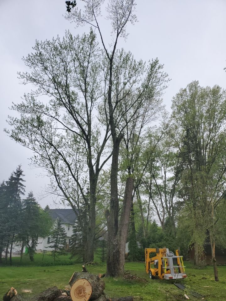 Tree Removal using Tree Removal by Mike Jones & Sons Tree Service LLC 